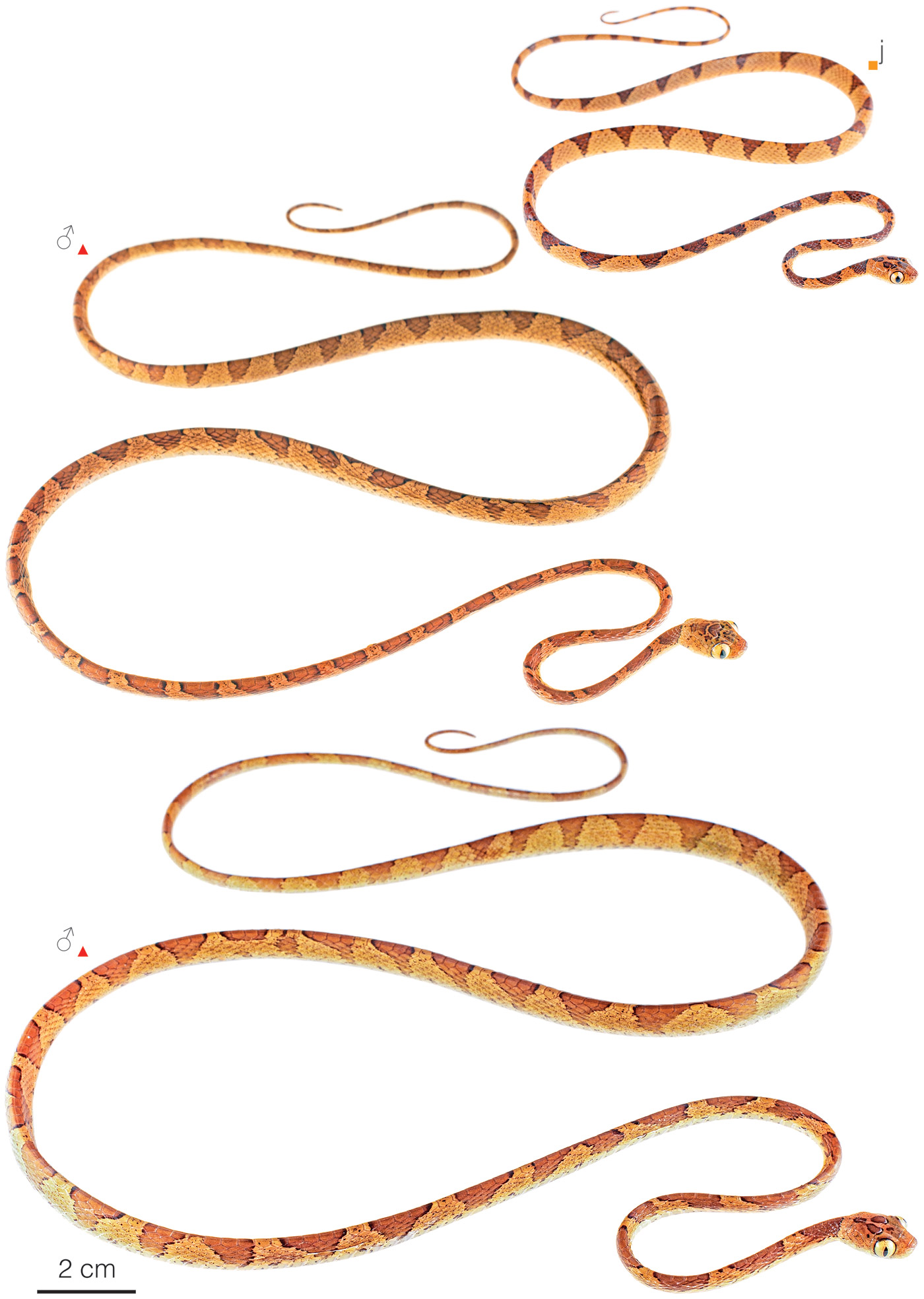 Figure showing variation among individuals of Imantodes lentiferus