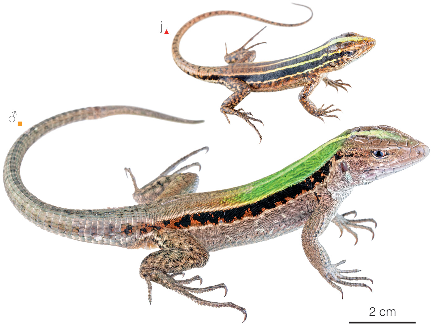 Figure showing variation among individuals of Kentropyx altamazonica