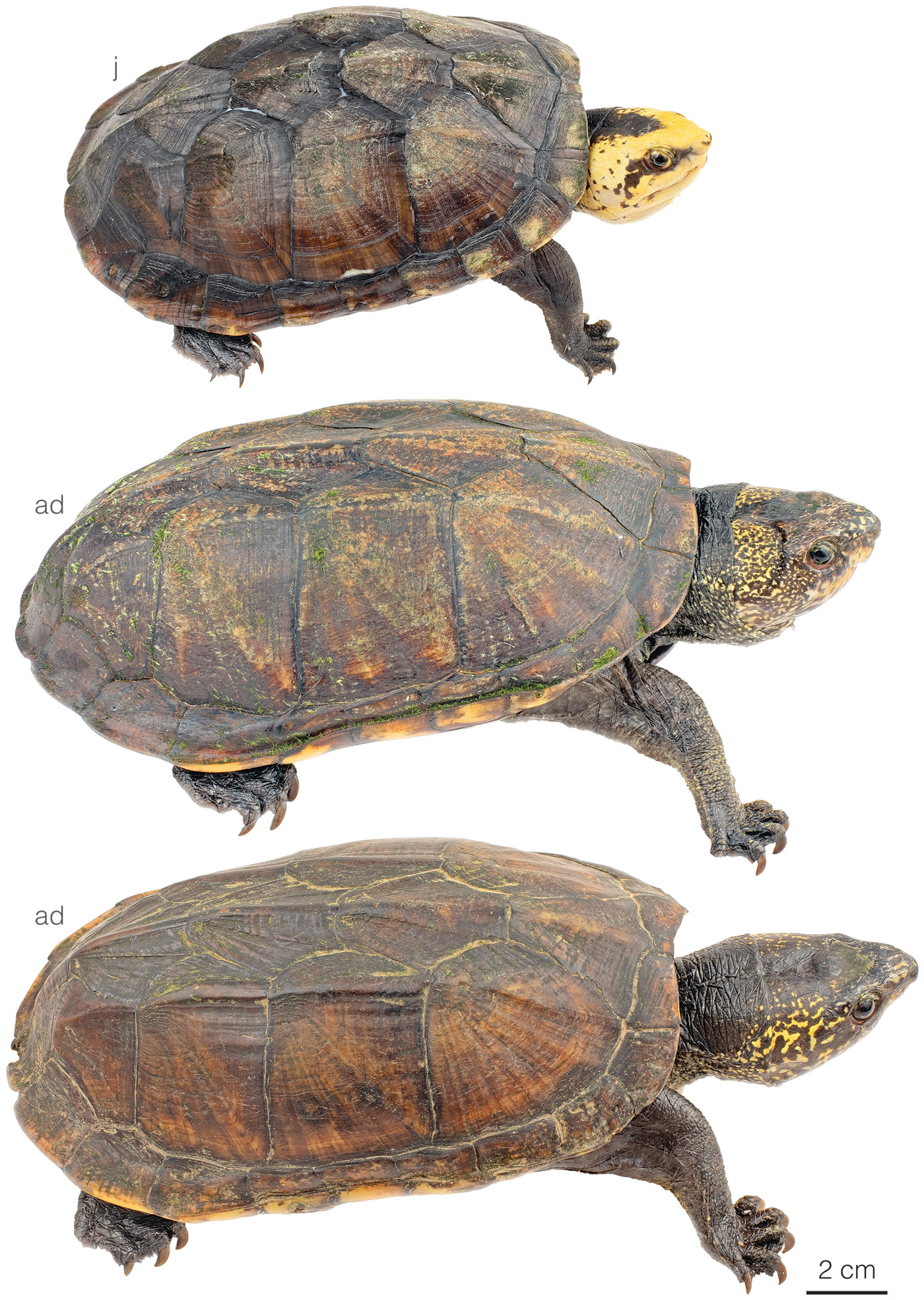 Figure showing variation among individuals of Kinosternon scorpioides