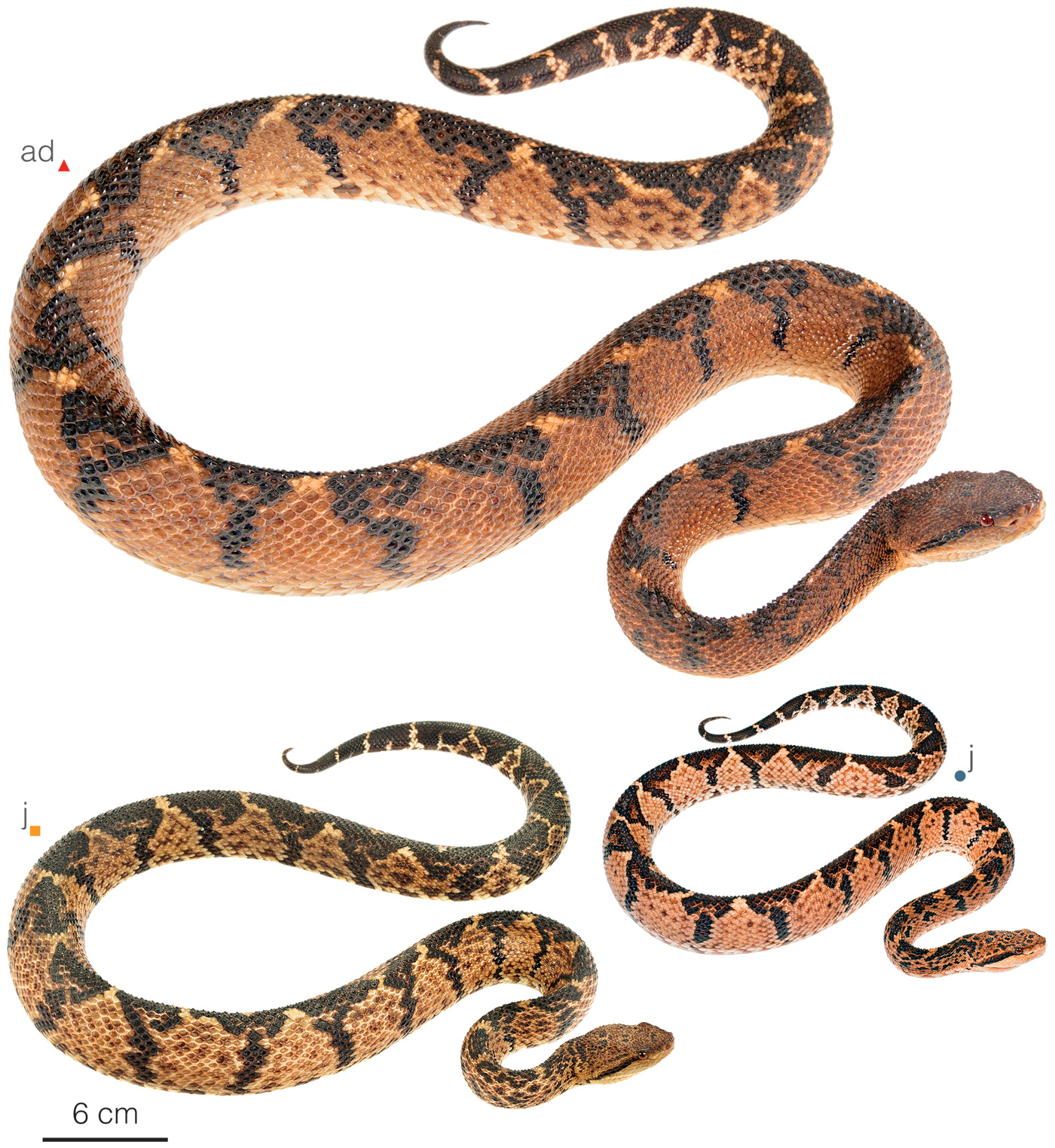 Variation among individuals of Lachesis acrochorda