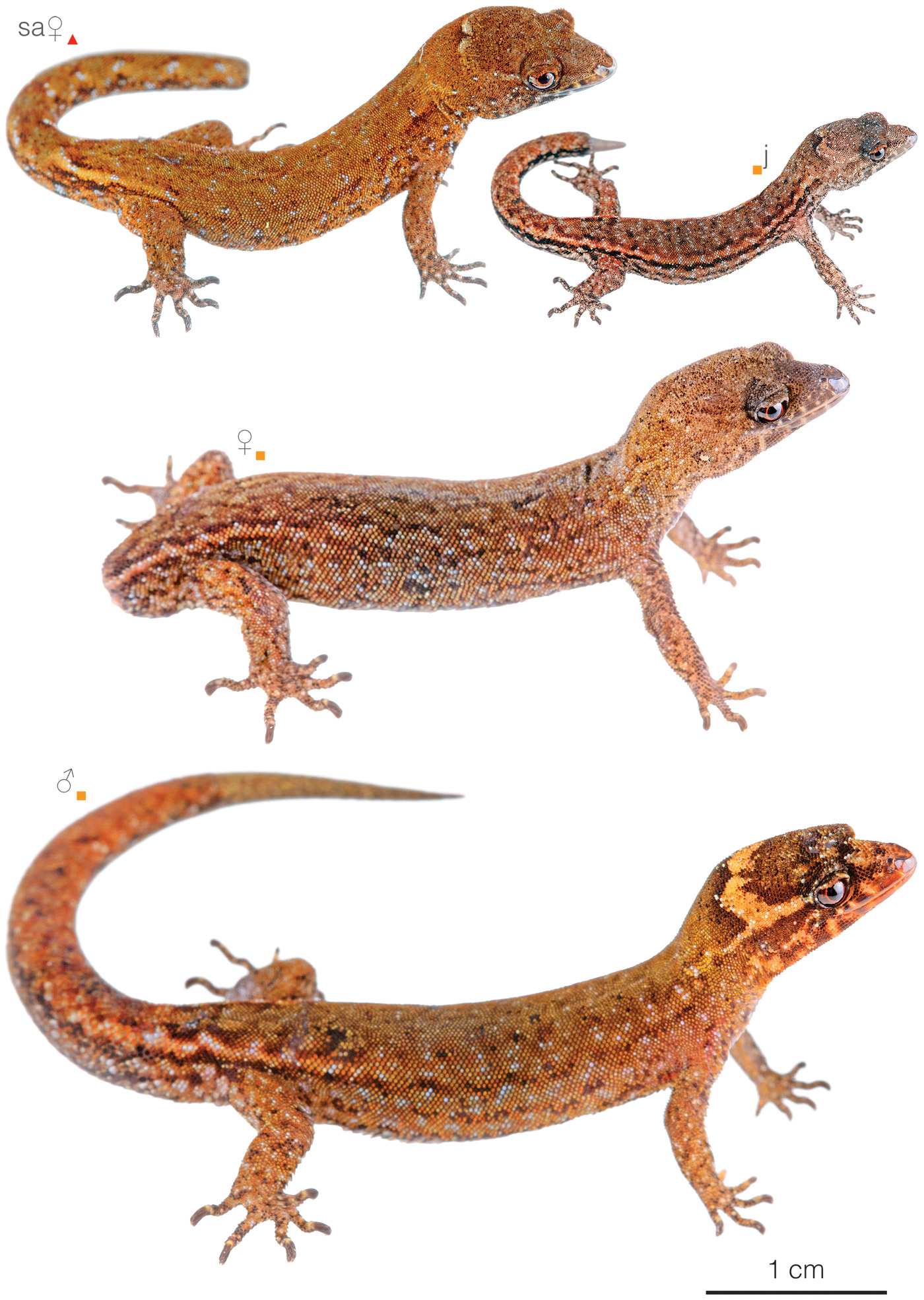 Figure showing variation among individuals of Lepidoblepharis festae