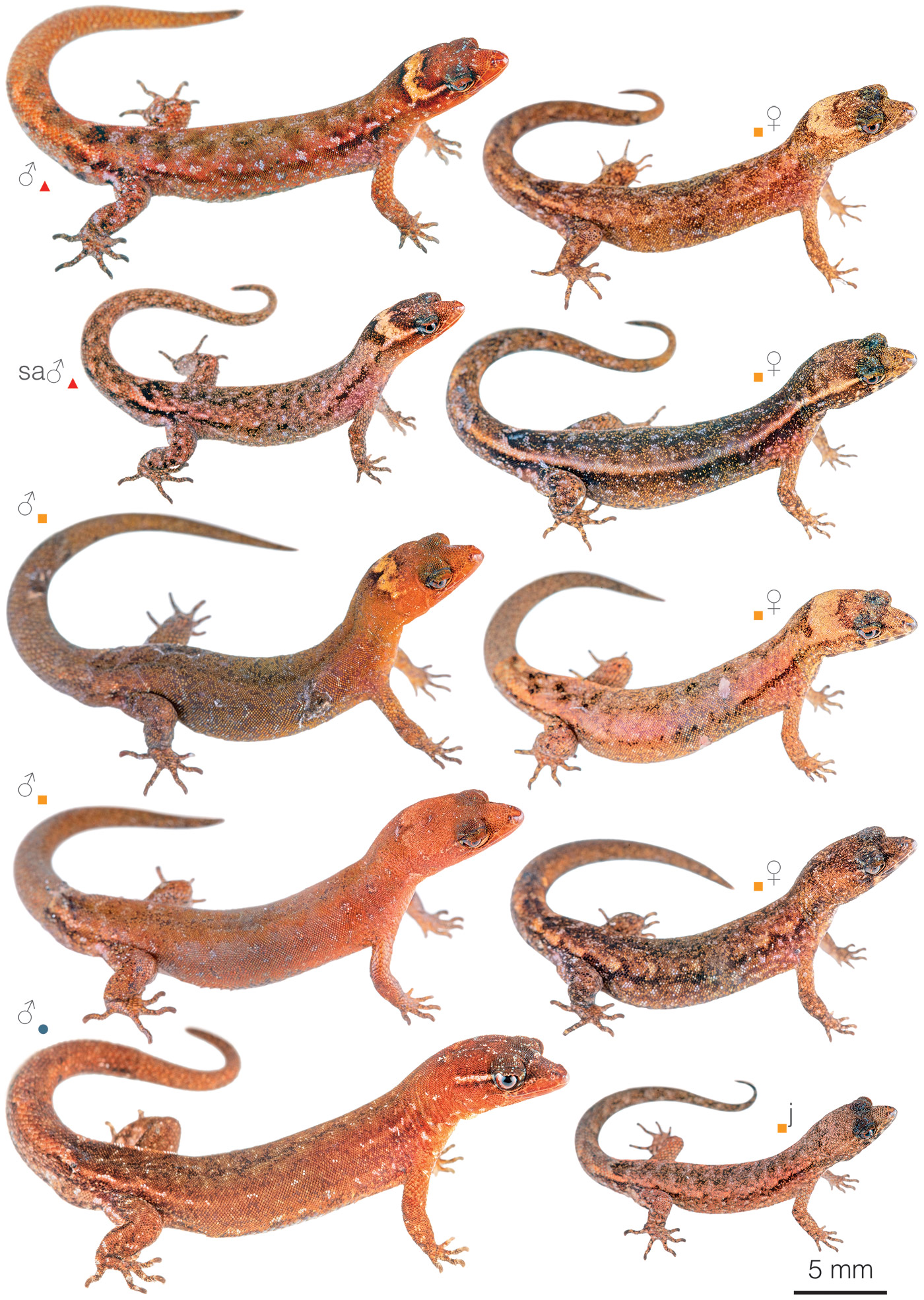 Figure showing variation among individuals of Lepidoblepharis peraccae