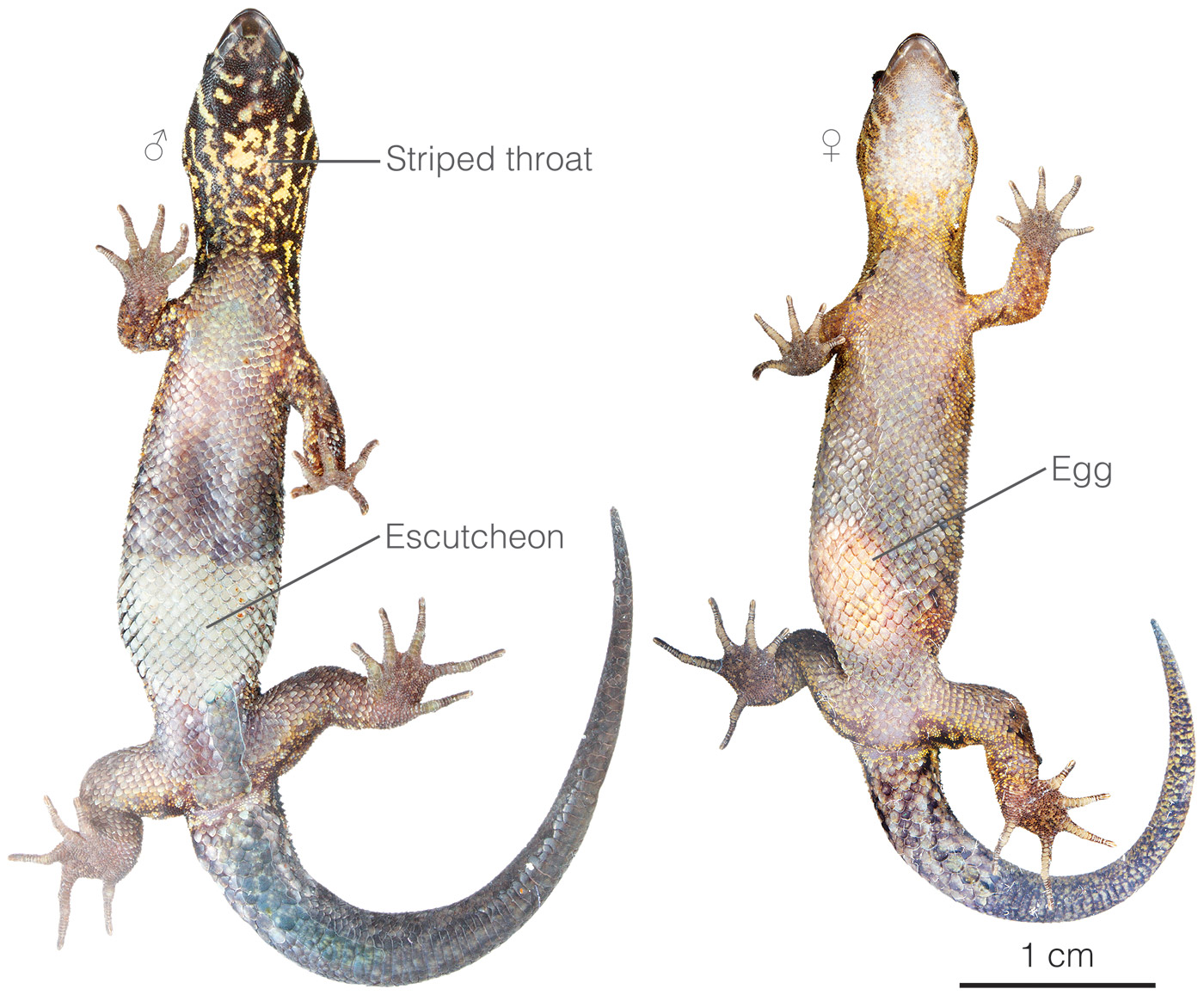 Figure showing morphological differences between males and females of Lepidoblepharis ruthveni