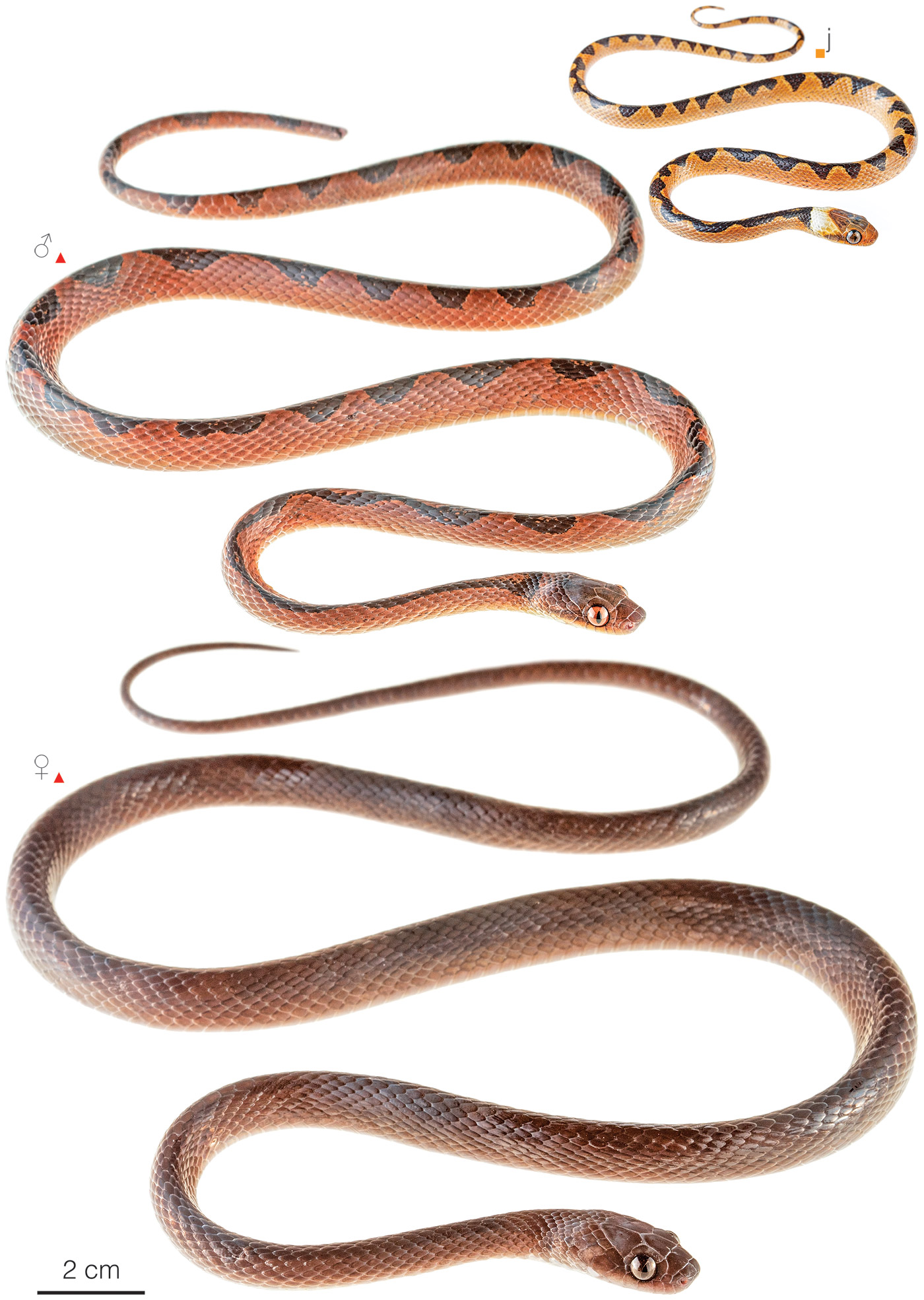 Figure showing variation among individuals of Leptodeira approximans