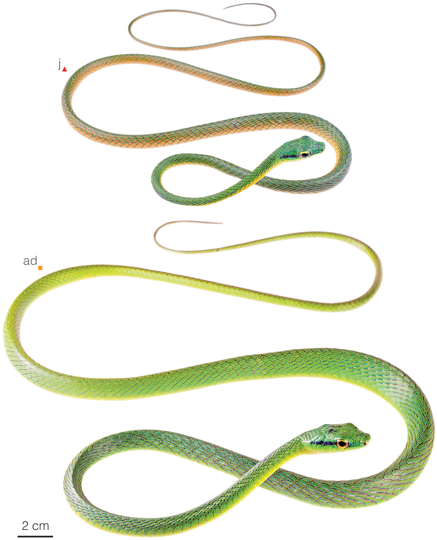 Figure showing variation among individuals of Leptophis bocourti