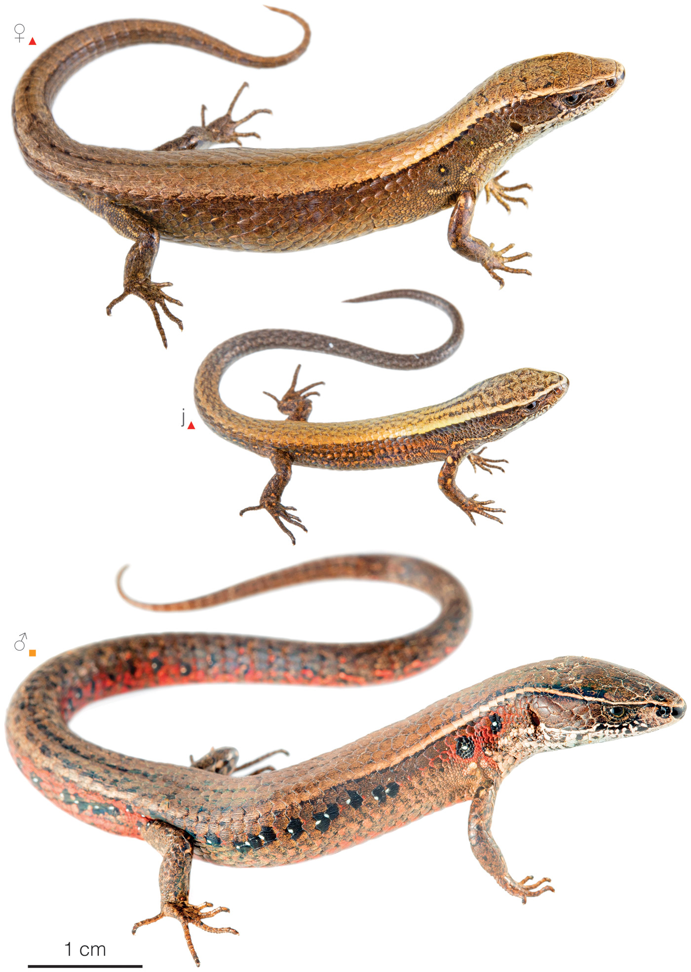 Figure showing variation among individuals of Macropholidus montanuccii