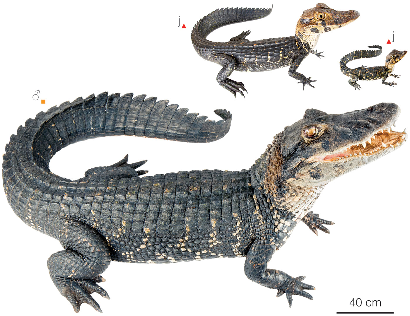 Figure showing variation between individuals of Melanosuchus niger