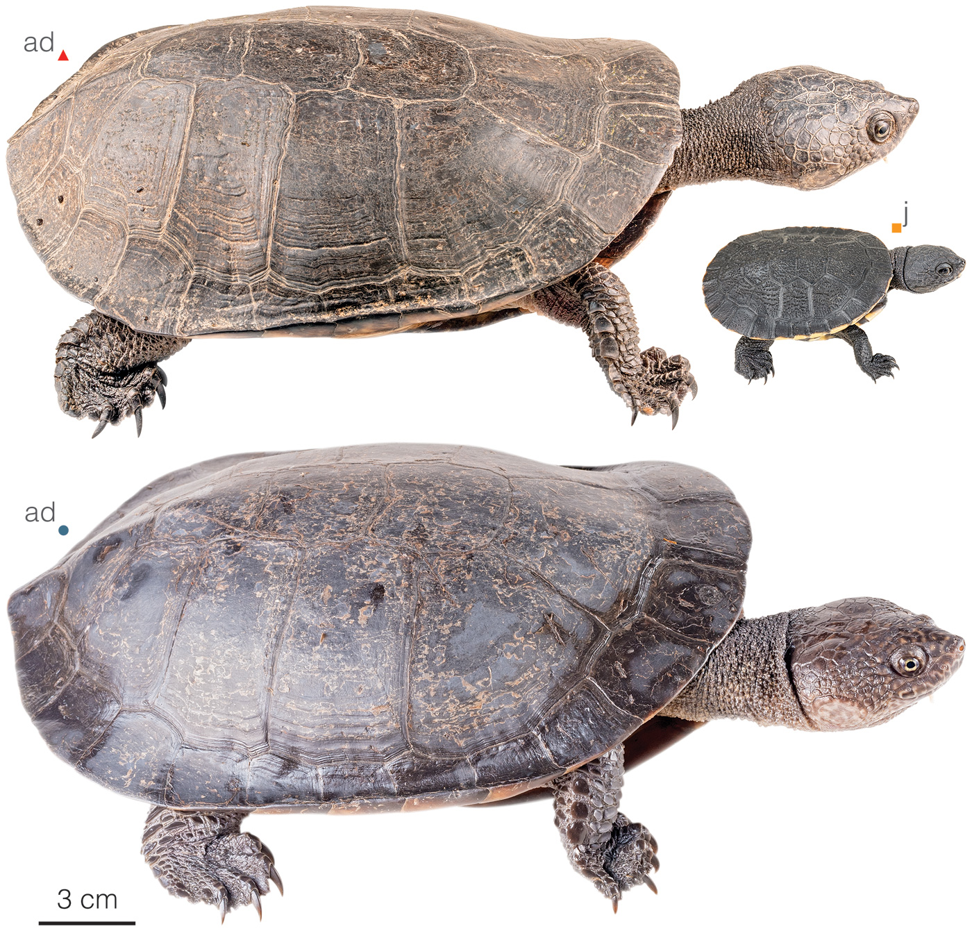 Figure showing an adult individual of Mesoclemmys gibba