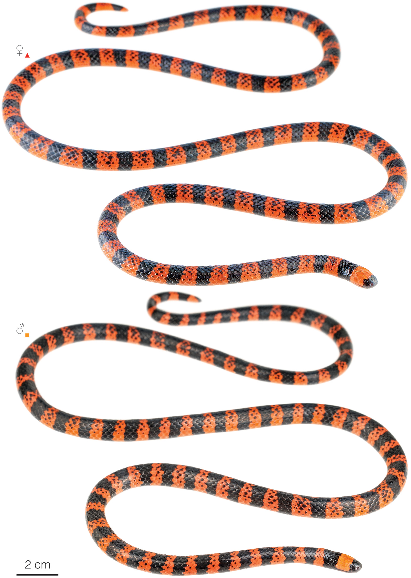 coral snake bite pattern