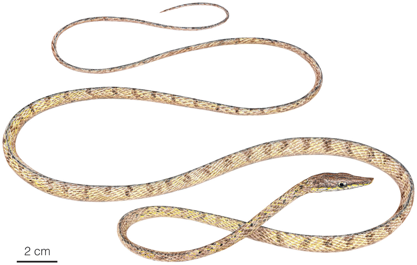 Illustration of an adult male of Oxybelis inkaterra