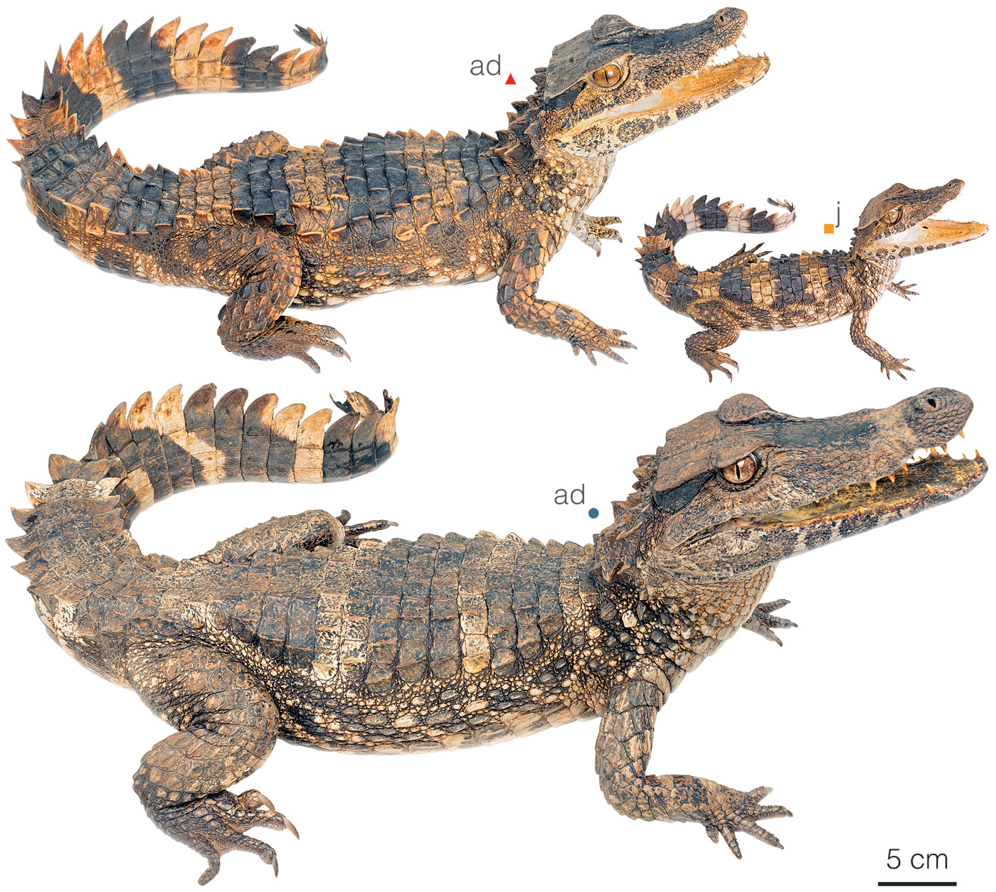 Figure showing variation between individuals of Paleosuchus trigonatus