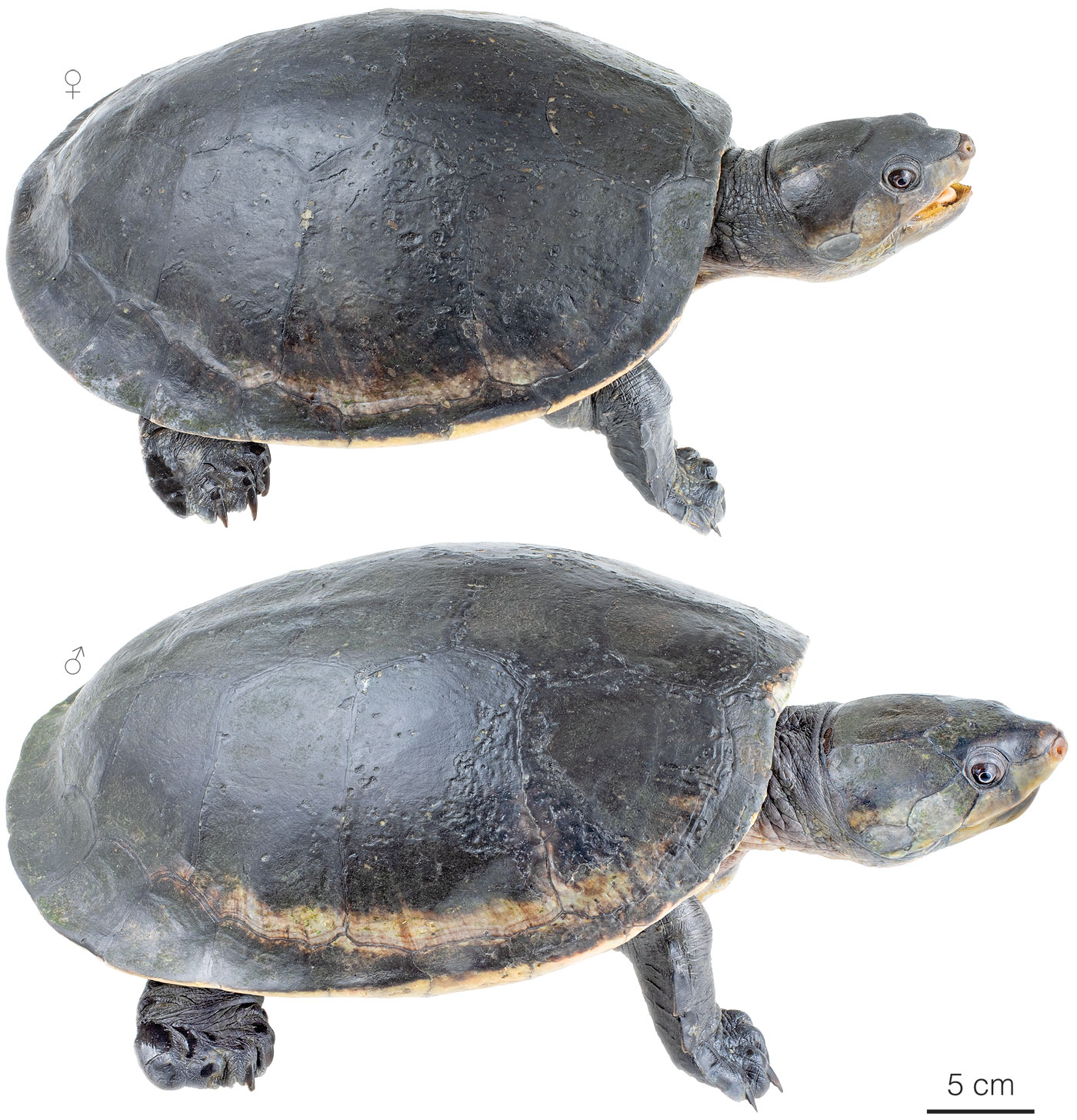 Figure showing variation among individuals of Peltocephalus dumerilianus