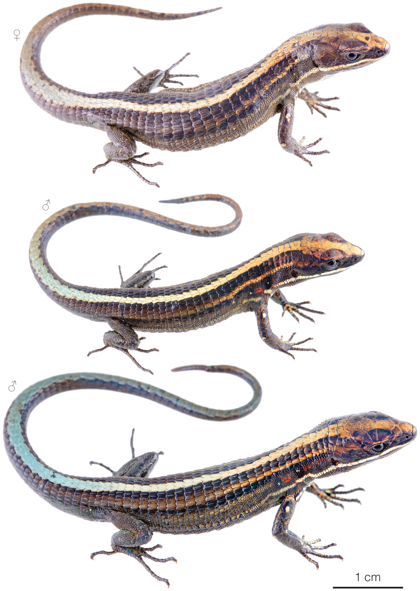 Figure showing variation among individuals of Pholidobolus hillisi