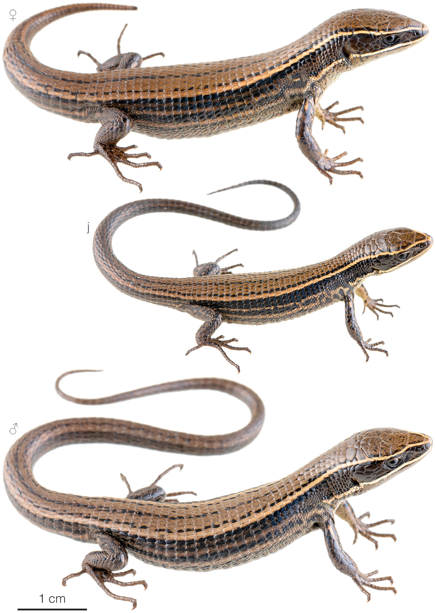 Figure showing variation among individuals of Pholidobolus montium