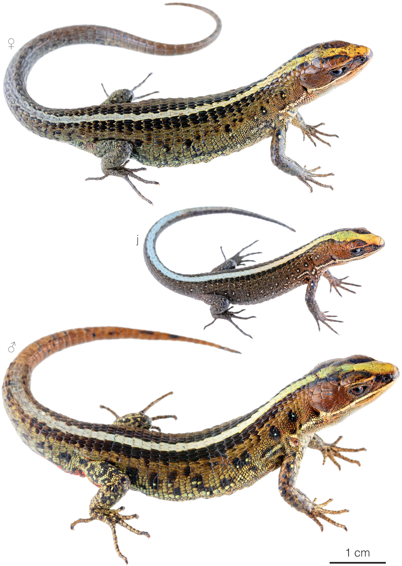 Figure showing variation among individuals of Pholidobolus vertebralis