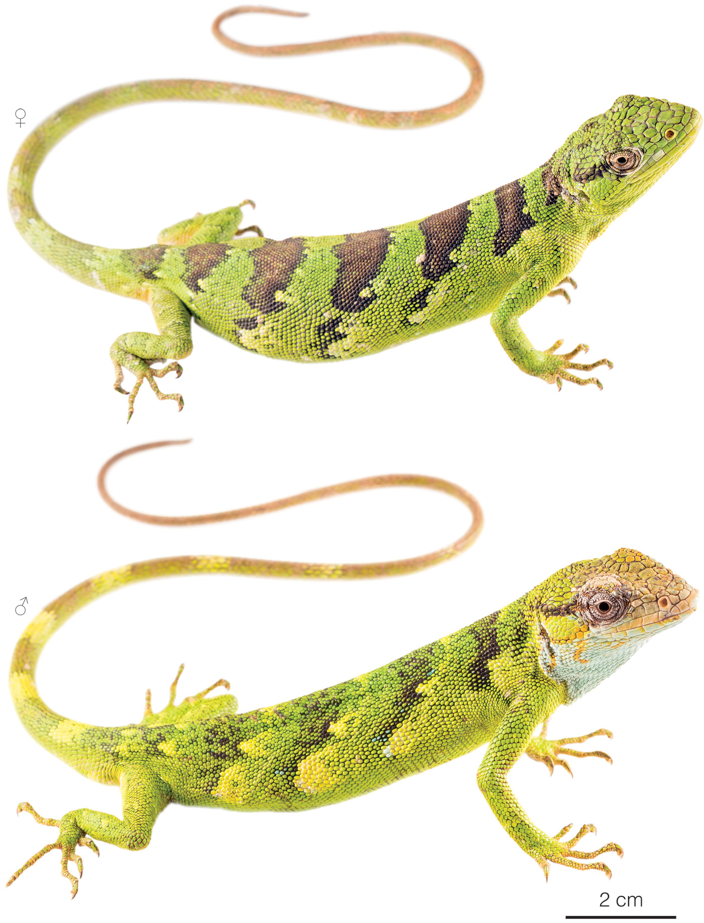 Figure showing variation among individuals of Polychrus femoralis