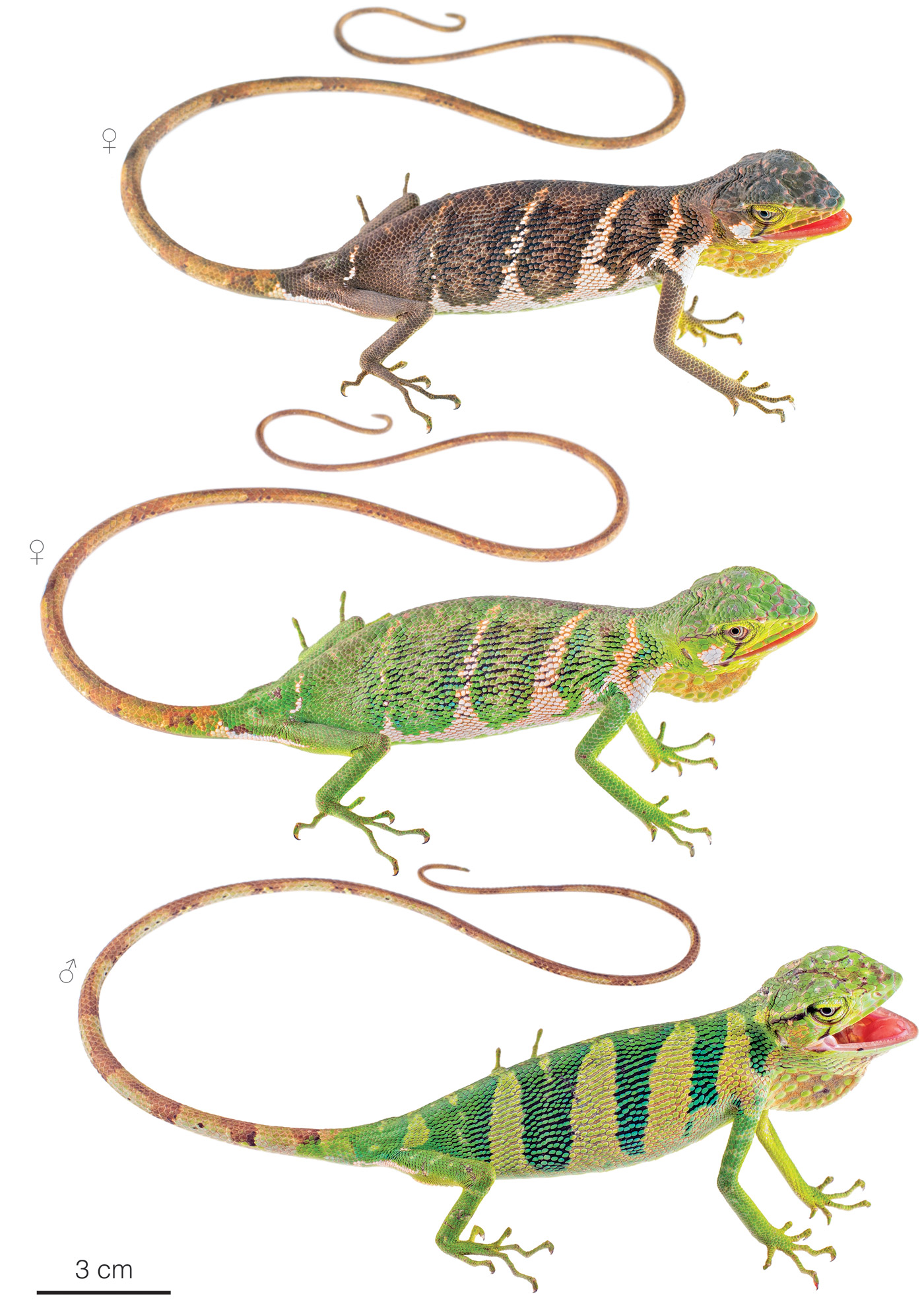 Figure showing variation among individuals of Polychrus gutturosus