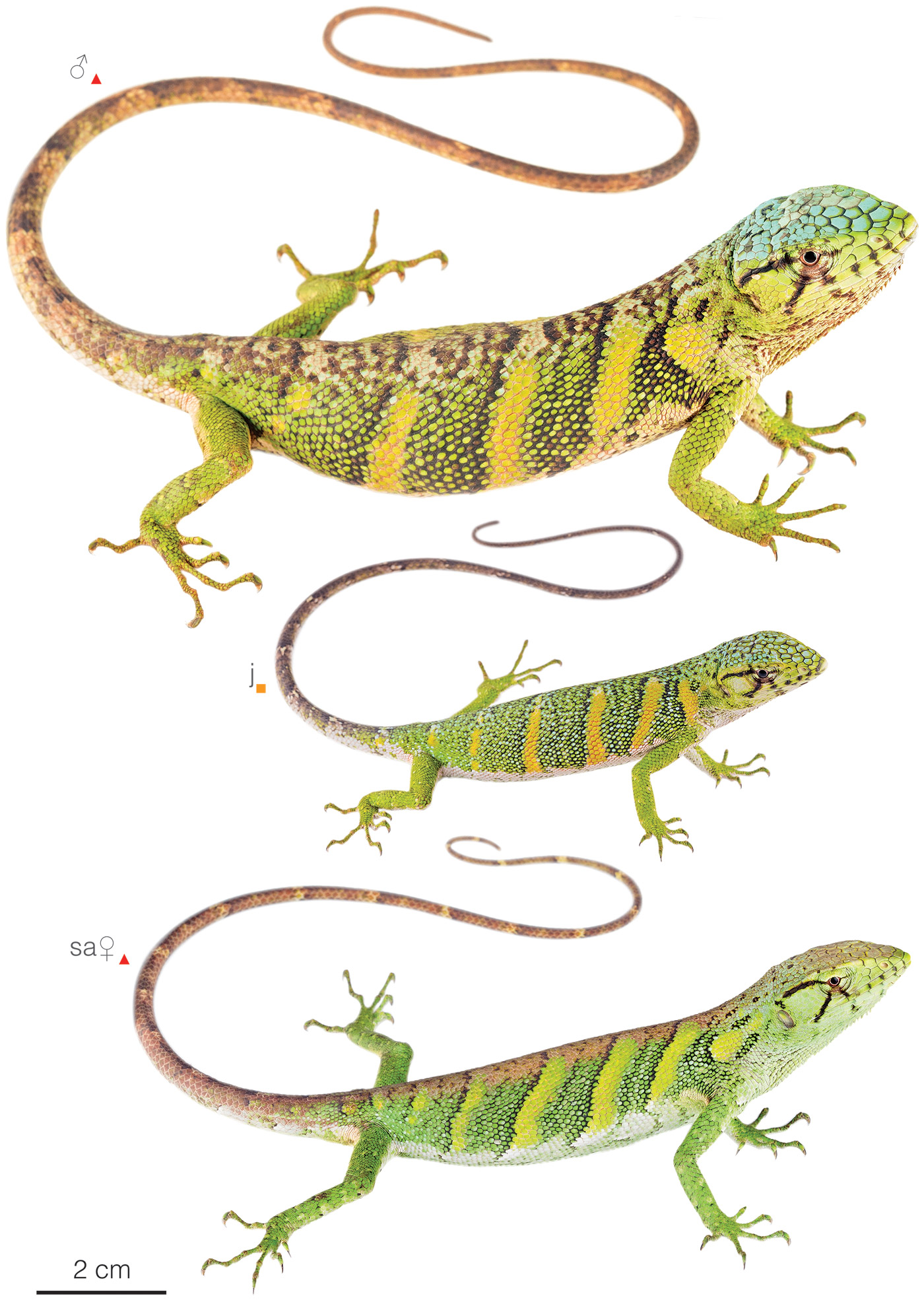 Figure showing variation among individuals of Polychrus marmoratus