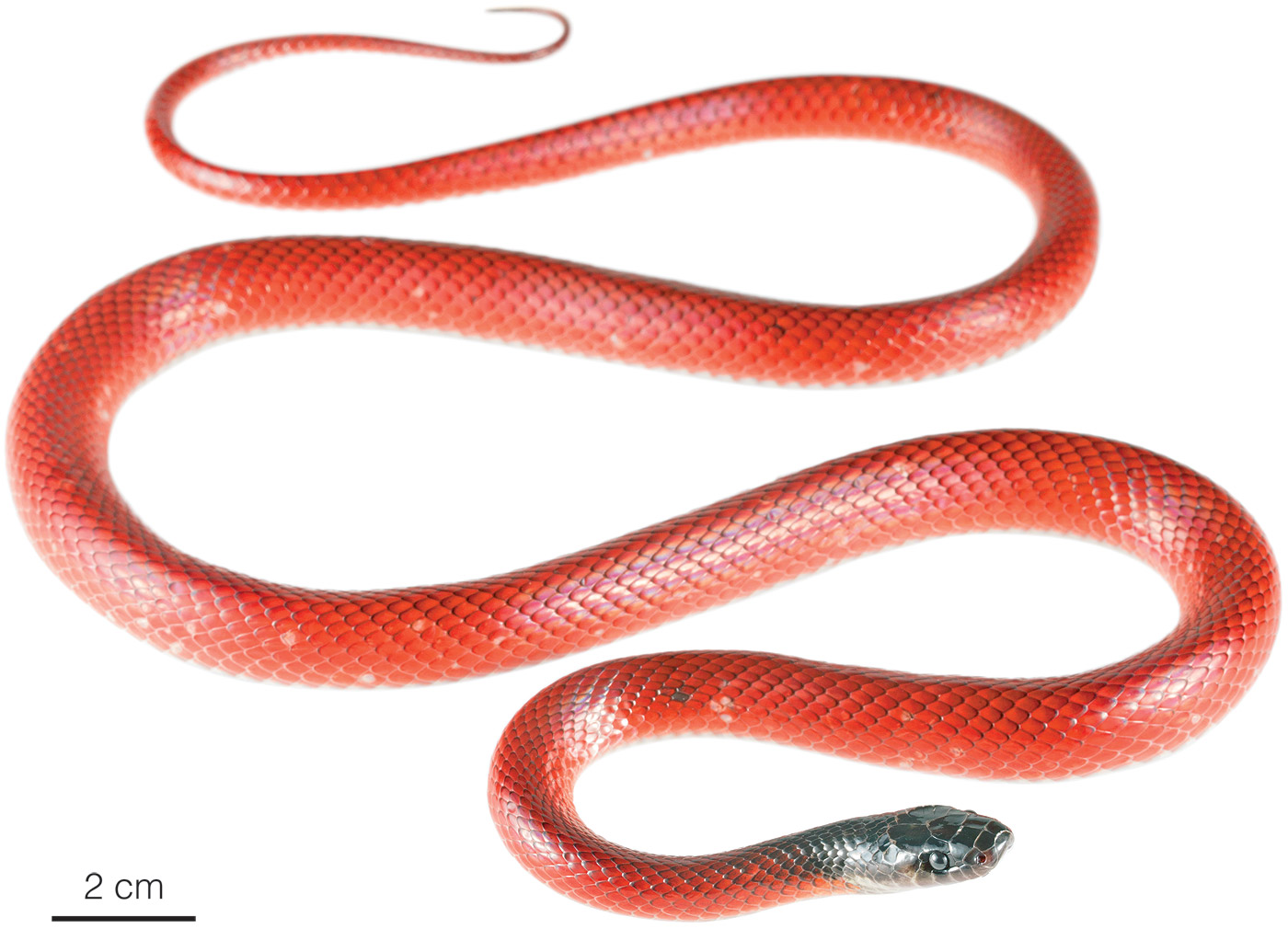 scarlet snake