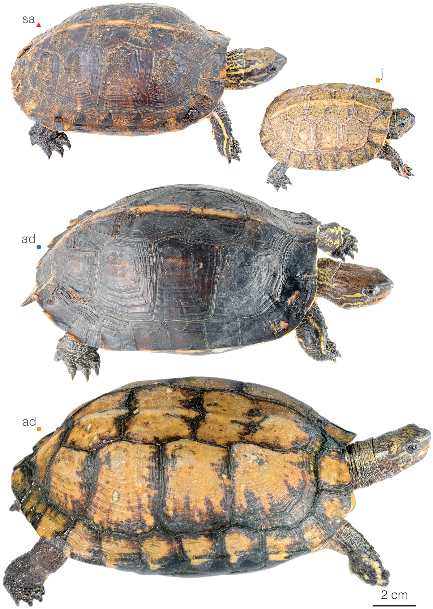 Figure showing variation among individuals of Rhinoclemmys annulata