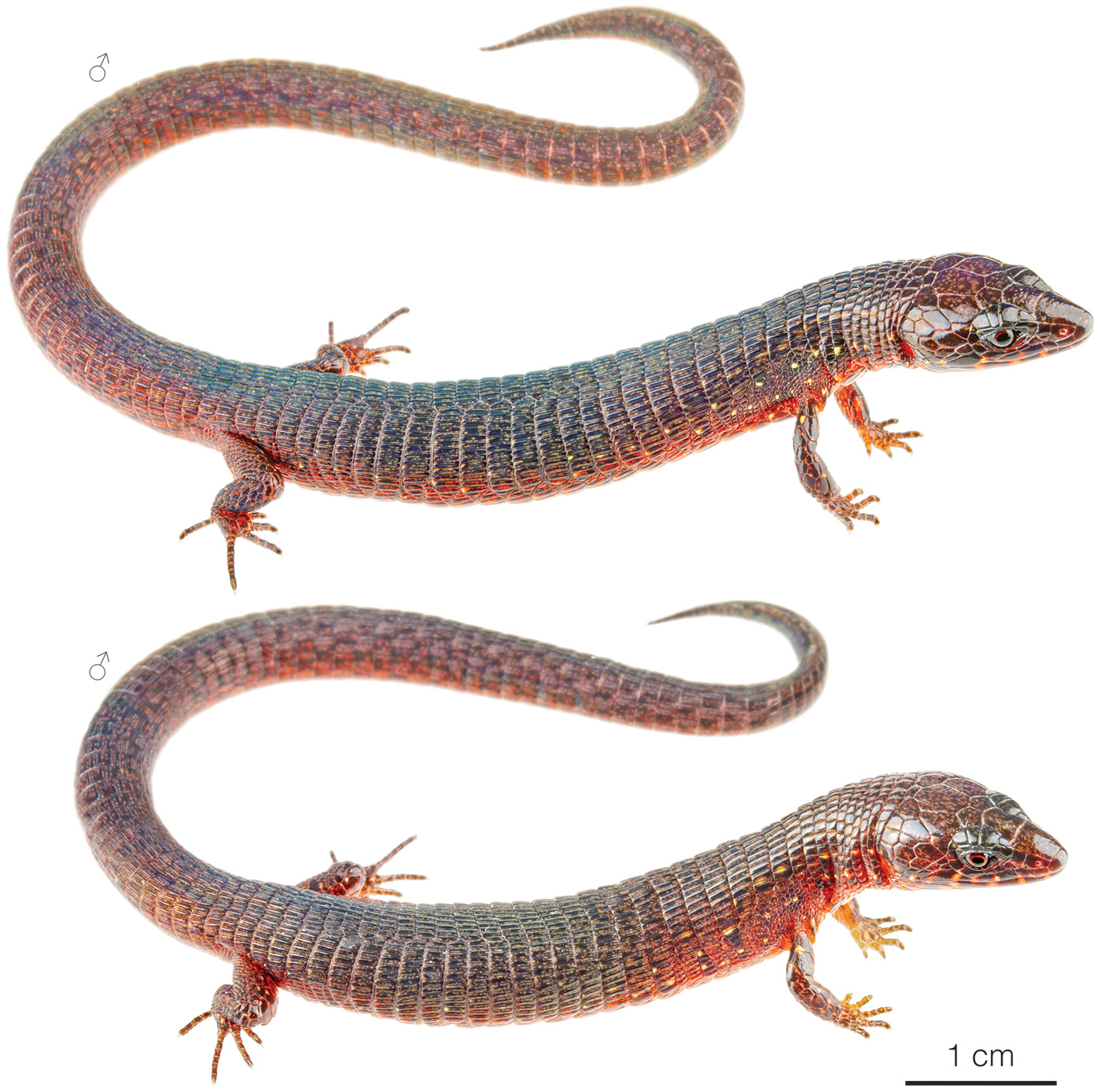 Figure showing variation among individuals of Riama ellasabinae