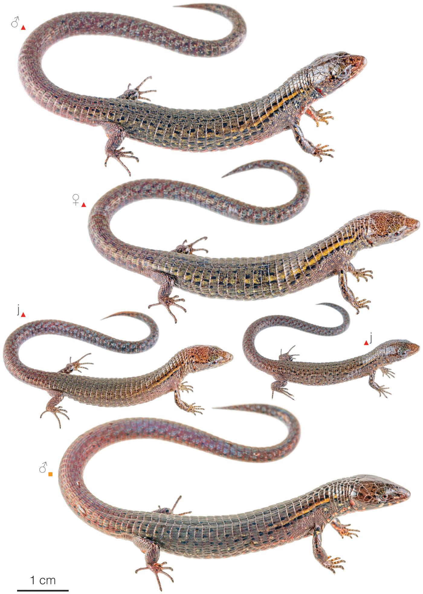 Figure showing variation among individuals of Riama higginsi