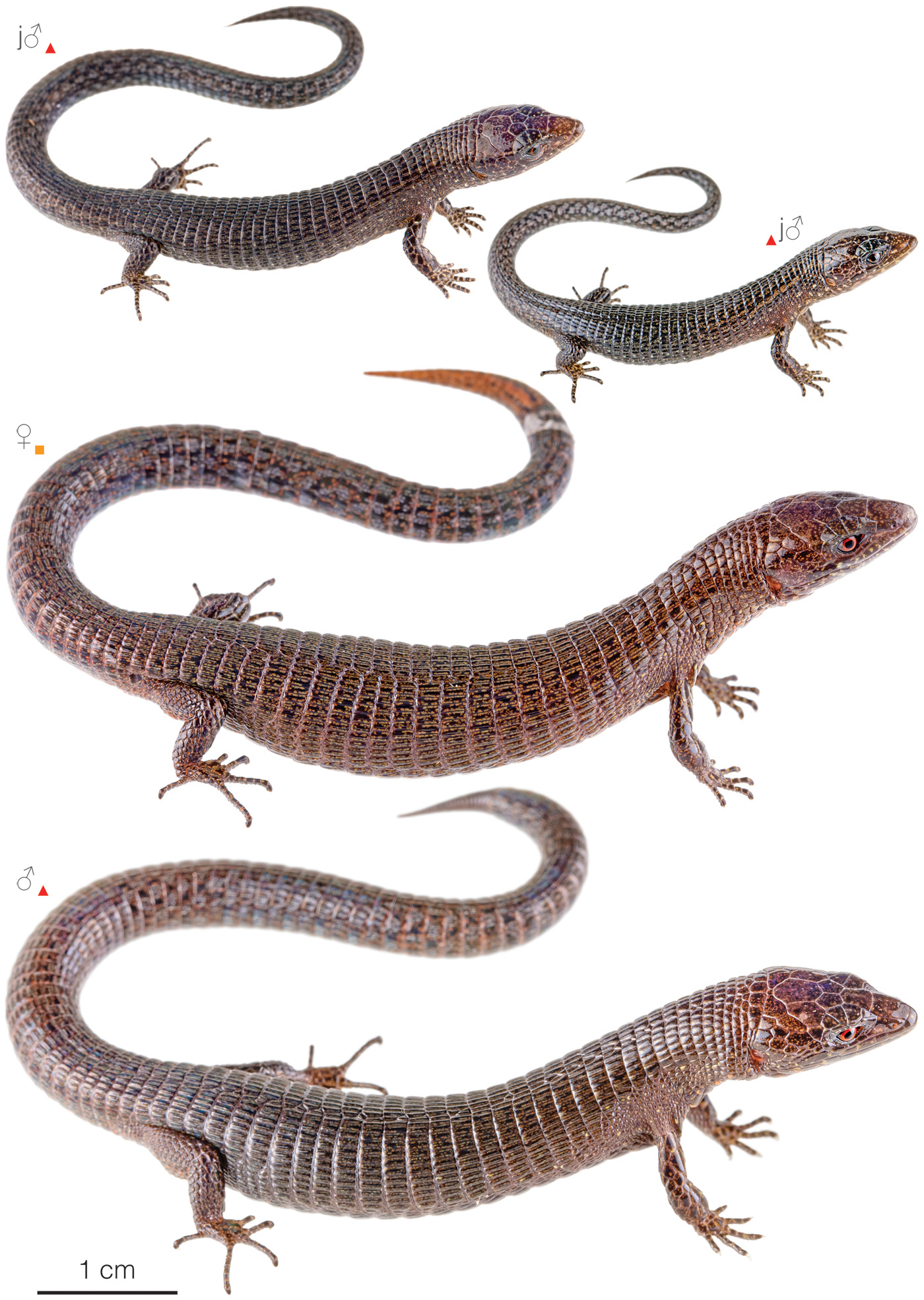 Figure showing variation among individuals of Riama konstanti