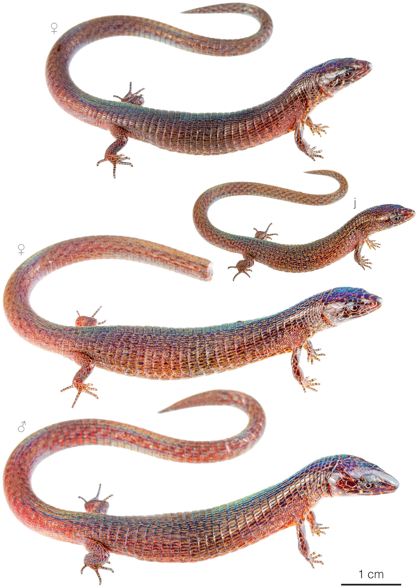 Figure showing variation among individuals of Riama labionis