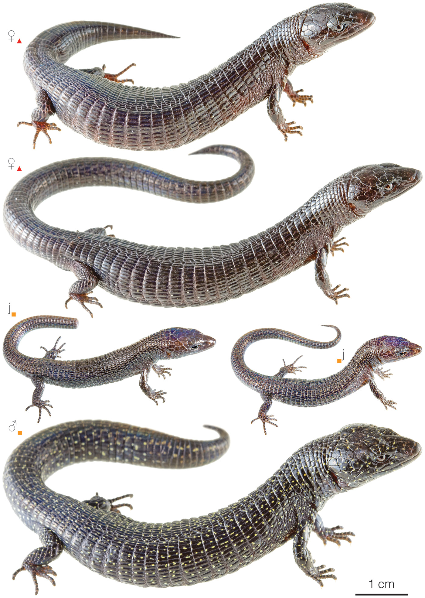Variation among individuals of Riama meleagris