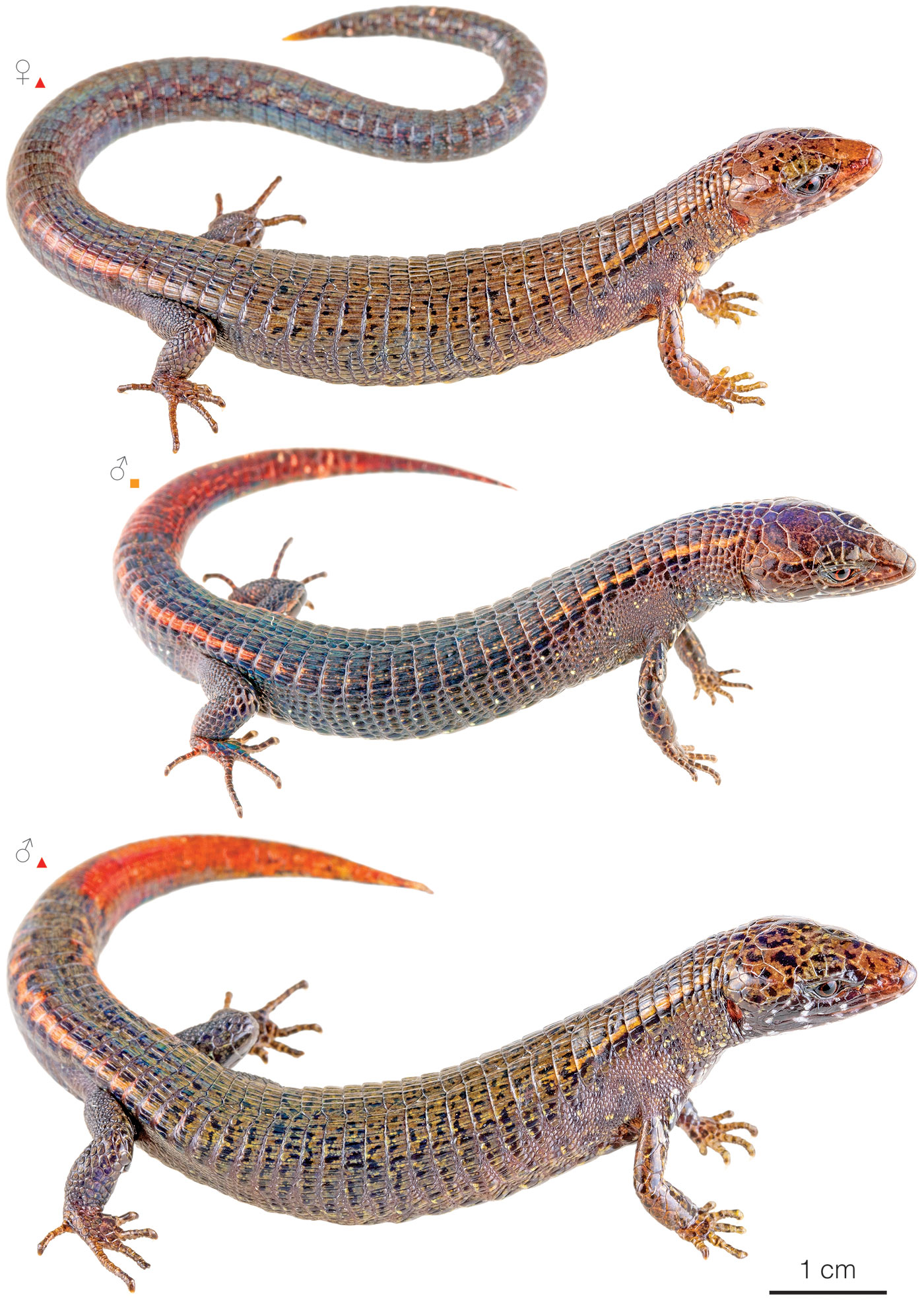 Variation among individuals of Riama orcesi