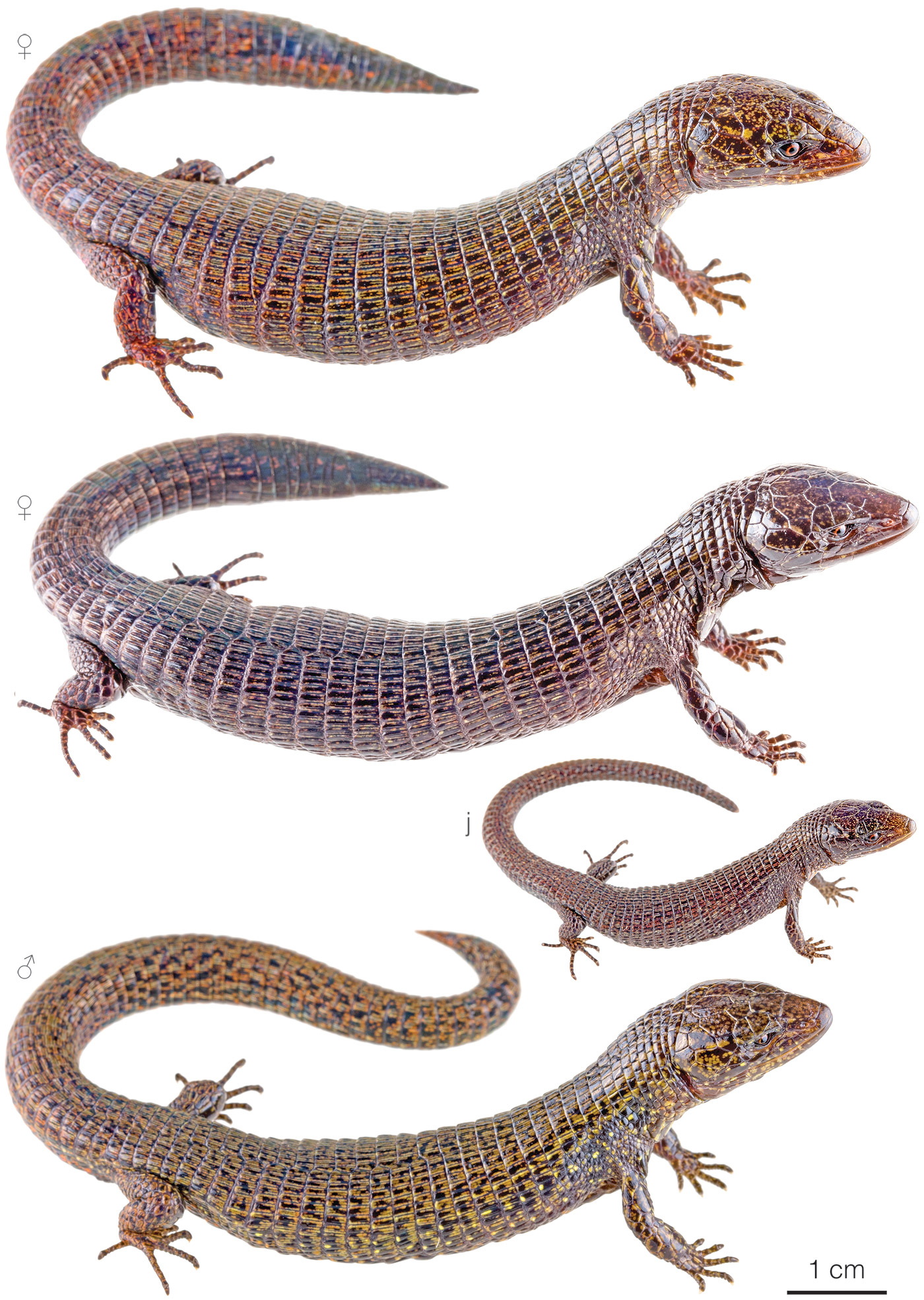 Variation among individuals of Riama raneyi