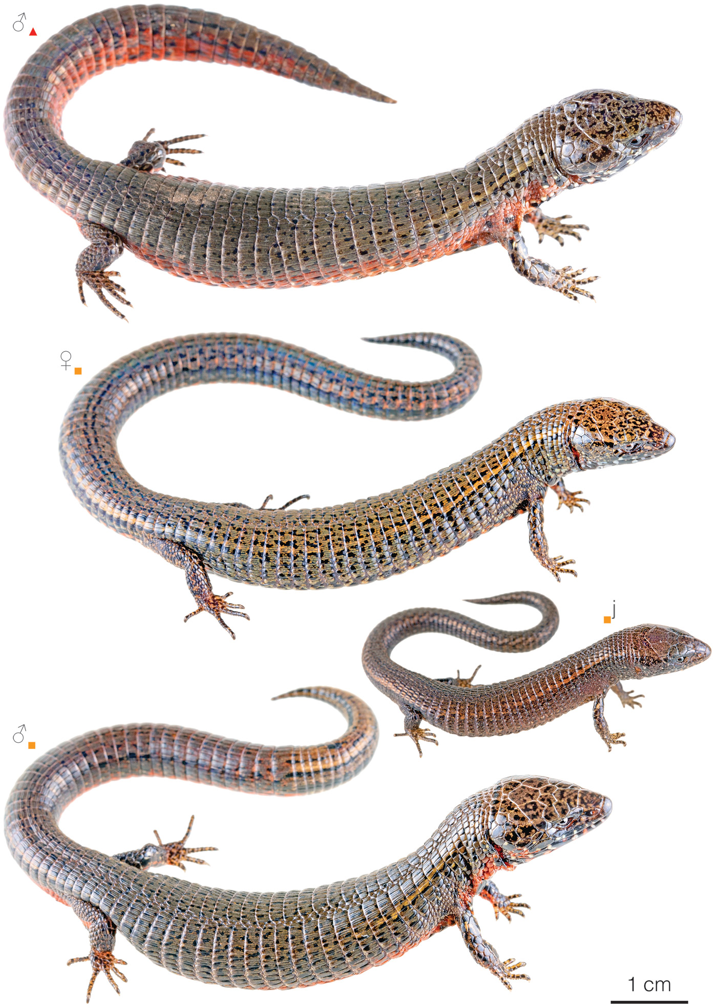 Variation among individuals of Riama unicolor