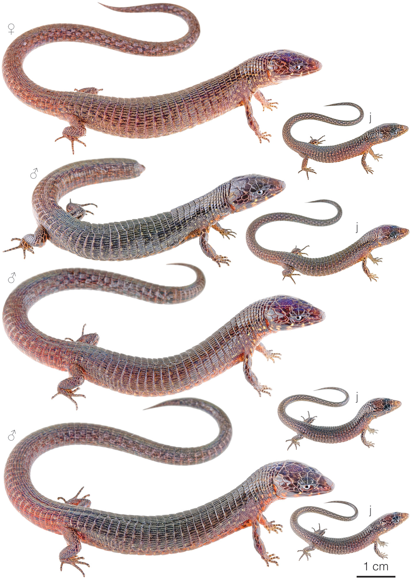 Variation among individuals of Riama yumborum