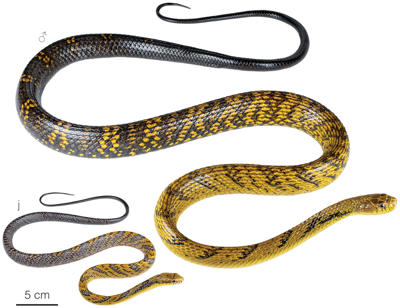 Figure showing variation among individuals of Spilotes sulphureus