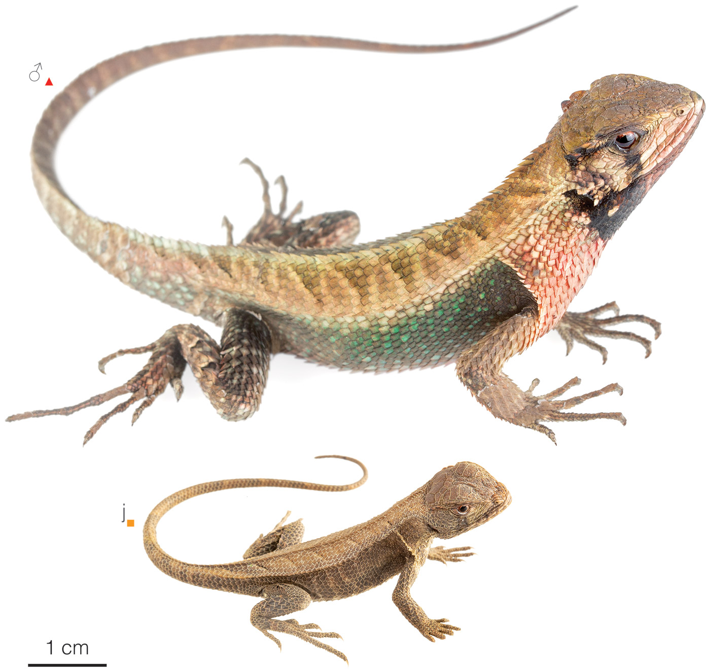 Figure showing variation among individuals of Stenocercus angulifer