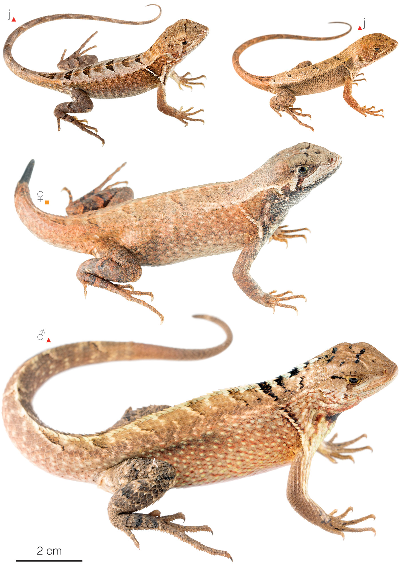 Figure showing variation among individuals of Stenocercus puyango