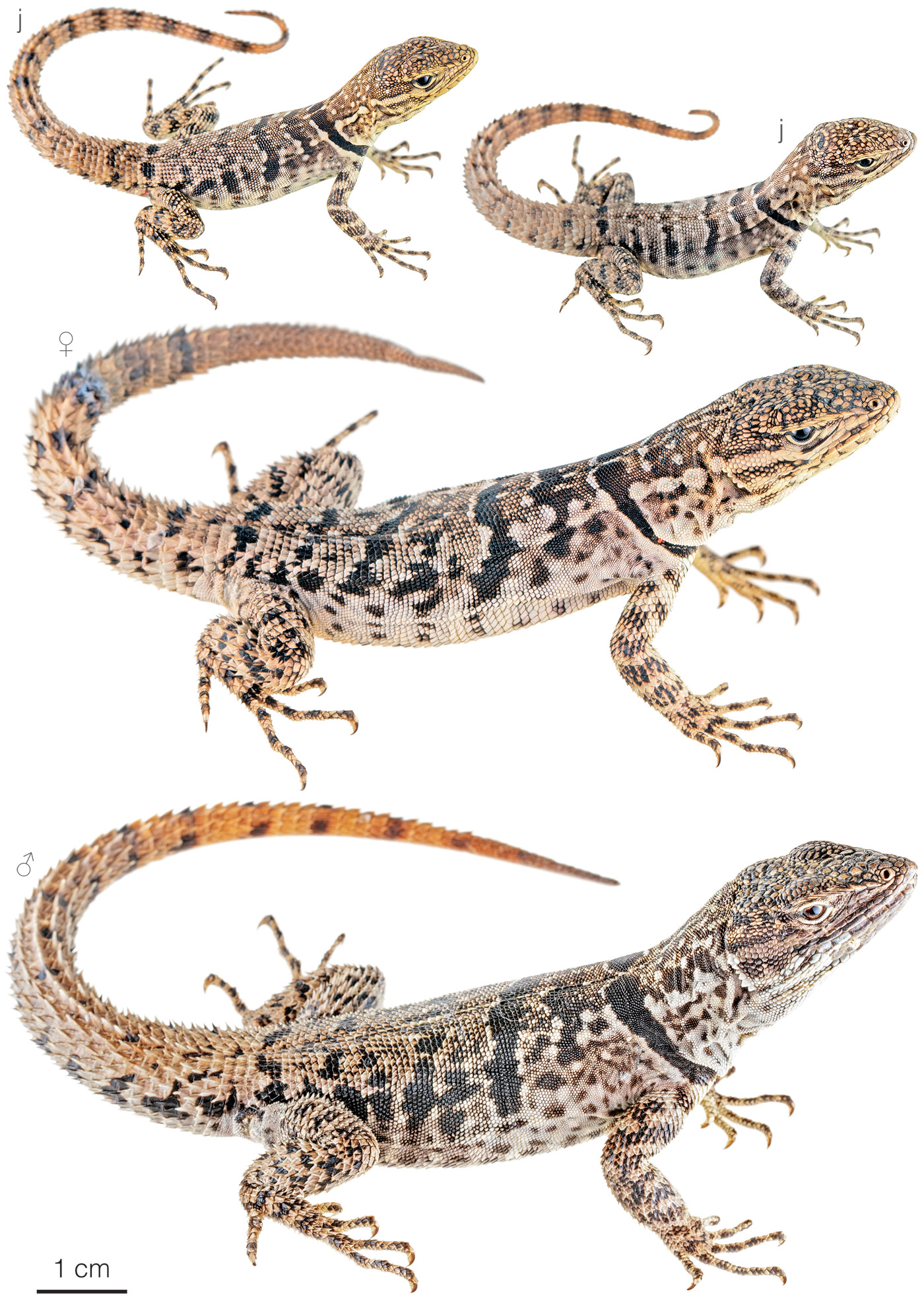 Figure showing variation among individuals of Stenocercus simonsii