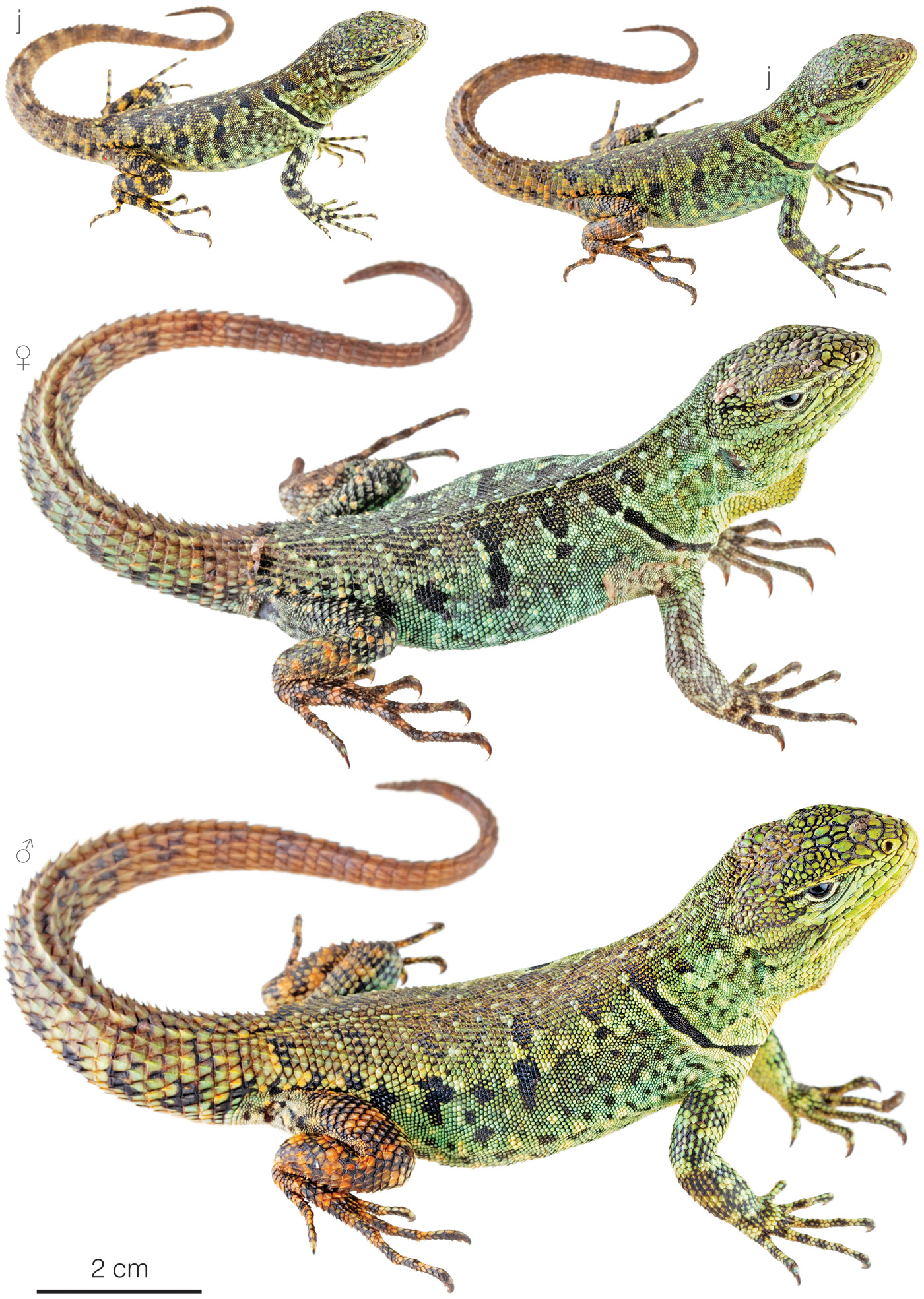 Figure showing variation among individuals of Stenocercus simonsii