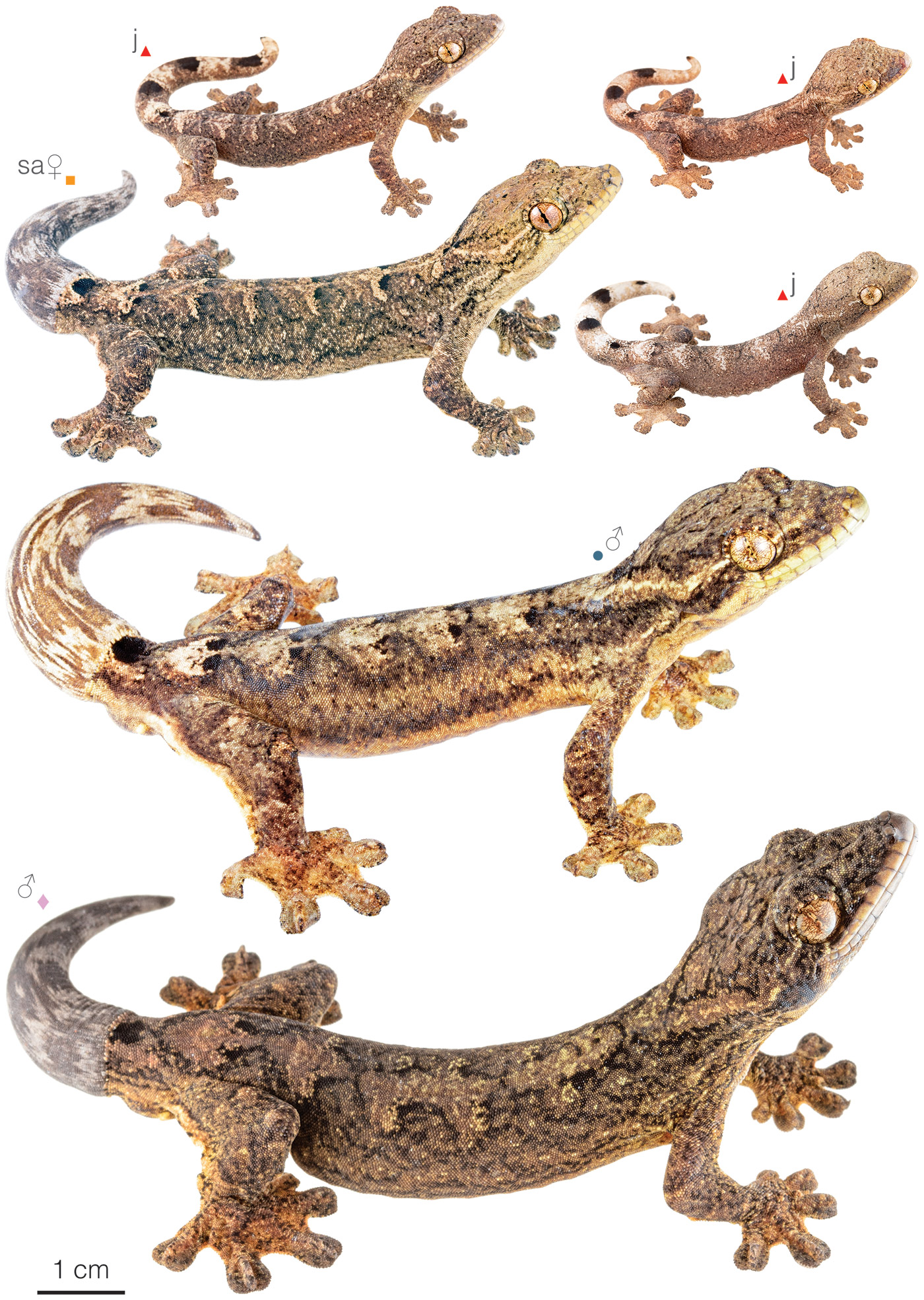 Figure showing variation among individuals of Thecadactylus solimoensis