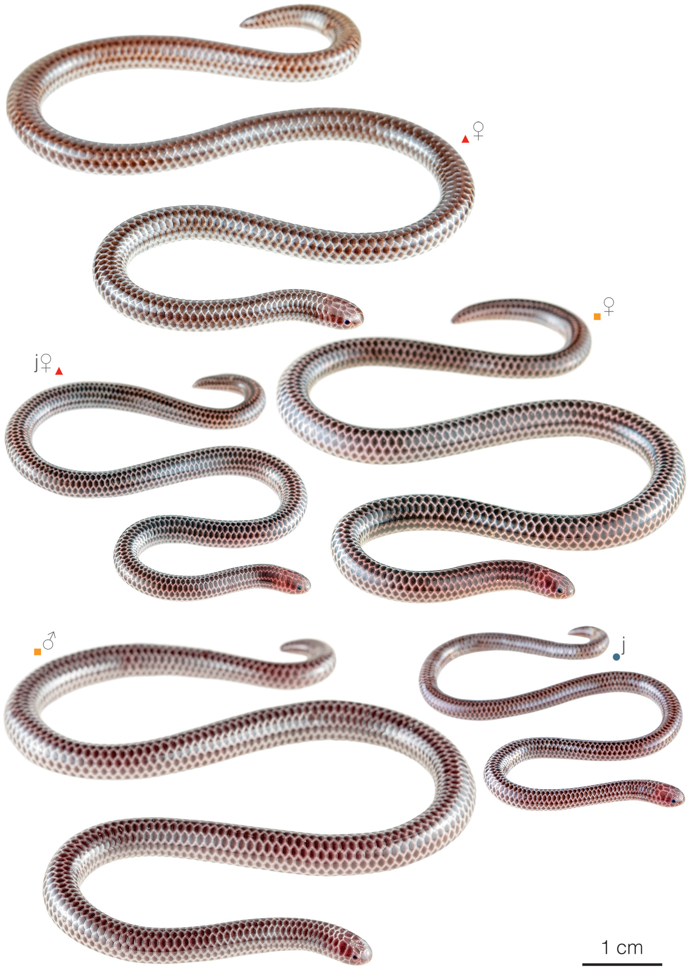 Figure showing variation among individuals of Trilepida macrolepis