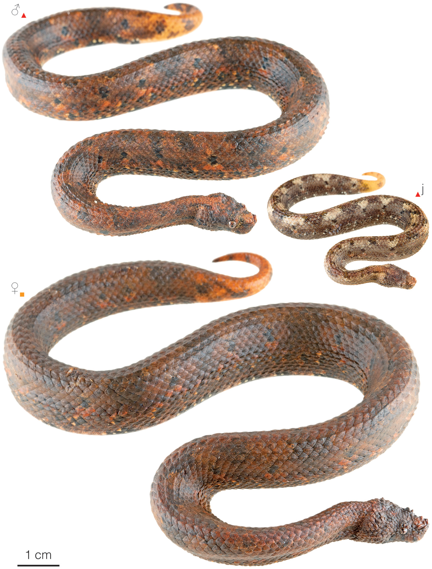 Figure showing variation among individuals of Tropidophis boulengeri