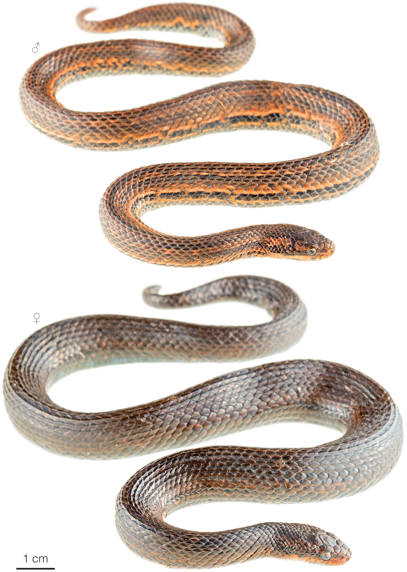 Figure showing variation among individuals of Tropidophis taczanowskyi