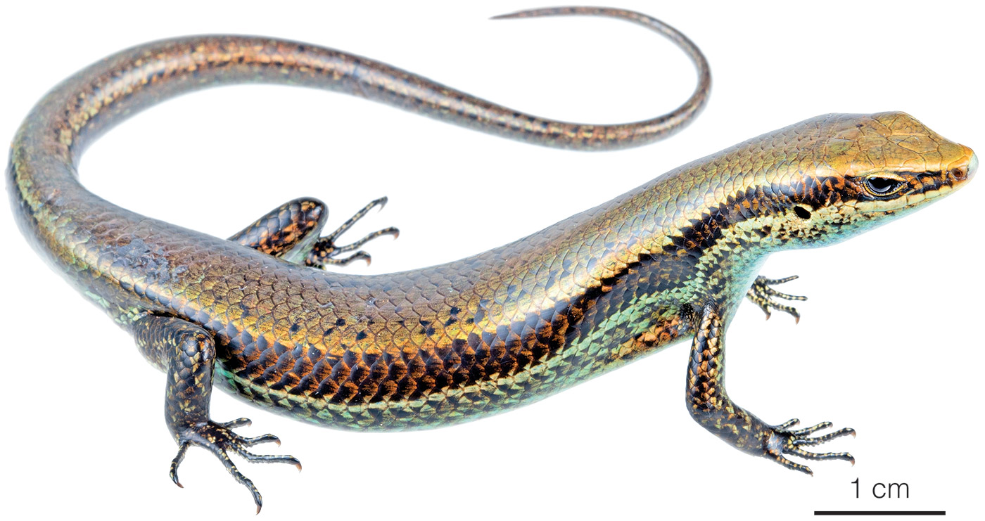 Figure showing an adult individual of Varzea altamazonica