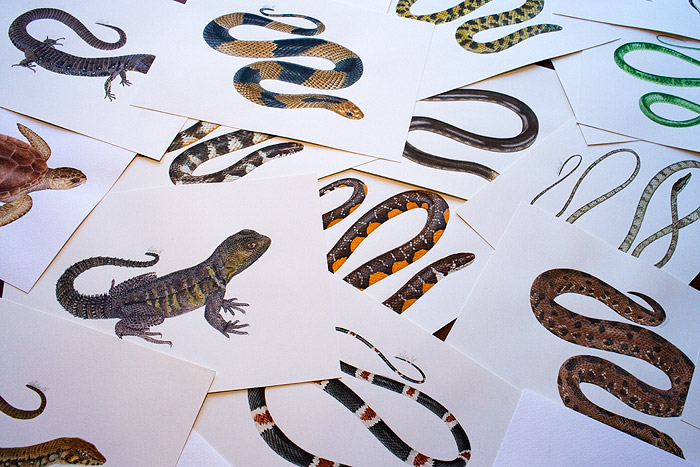 Various illustrations of reptiles by Valentina Nieto