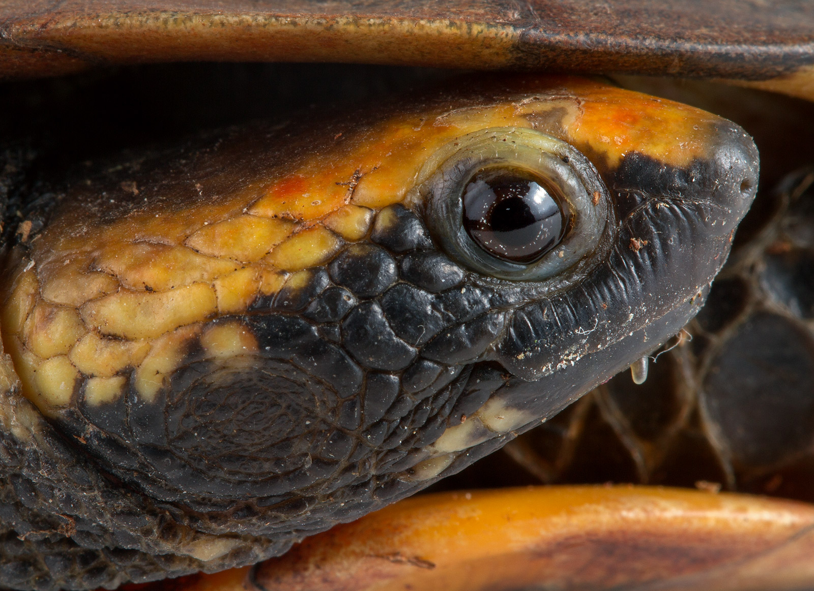 Picture of a Twist-necked Turtle (Platemys platycephala)