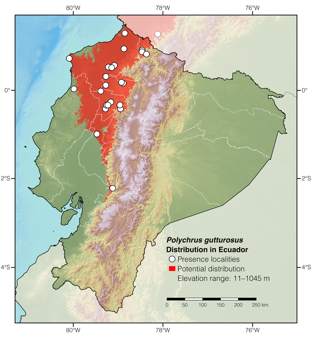 Distribution of Polychrus gutturosus in Ecuador