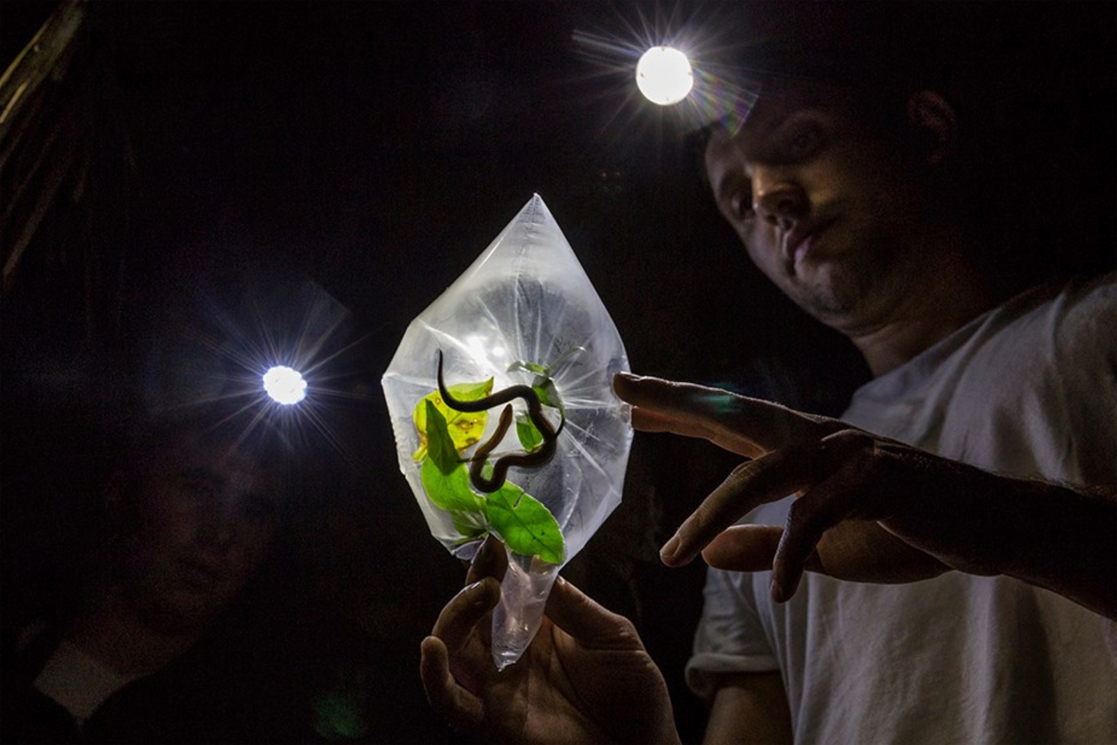 Biologist Alejandro Arteaga examines a live ground snake during a night excursion