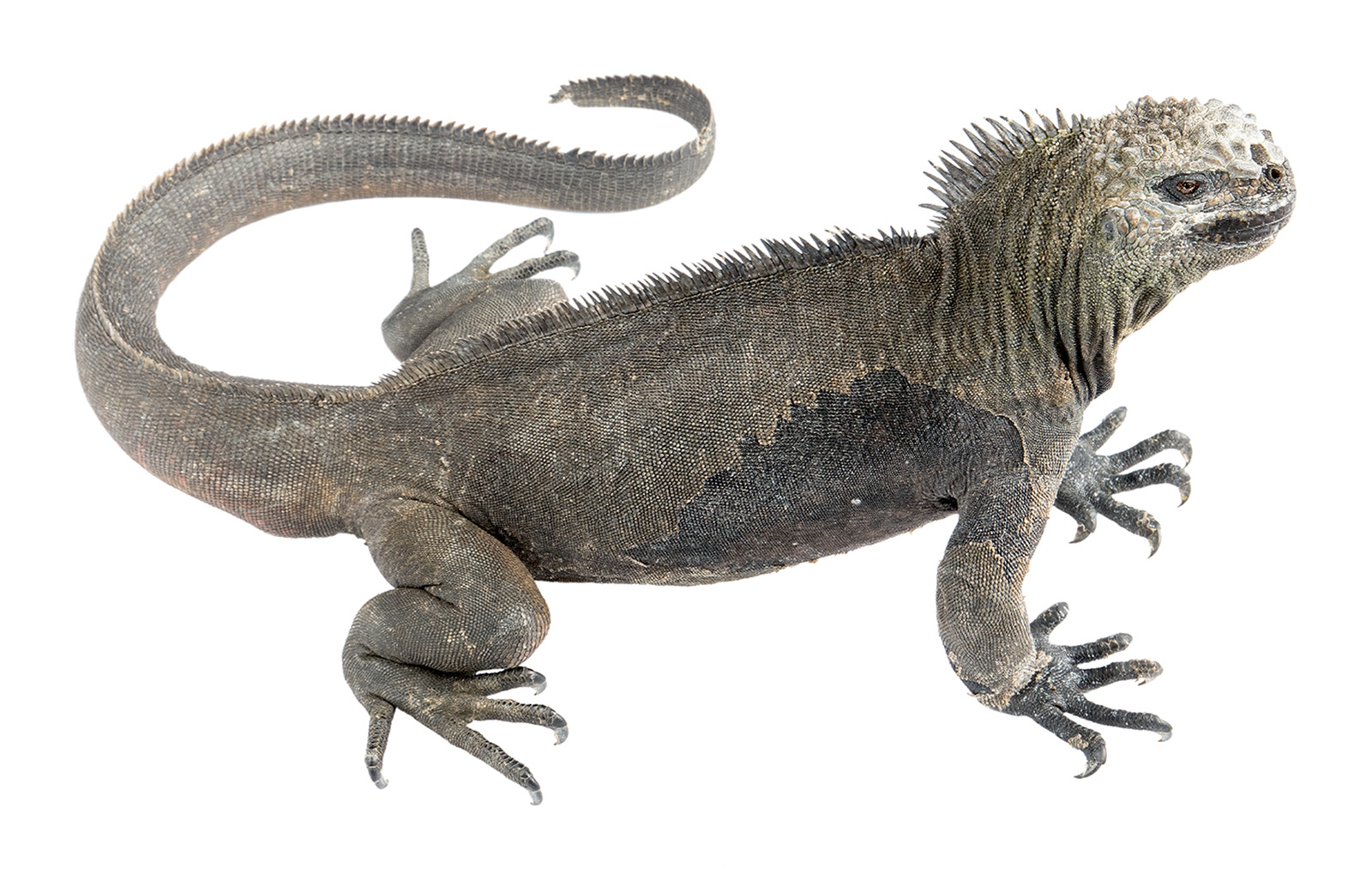 Adult male Amblyrhynchus cristatus