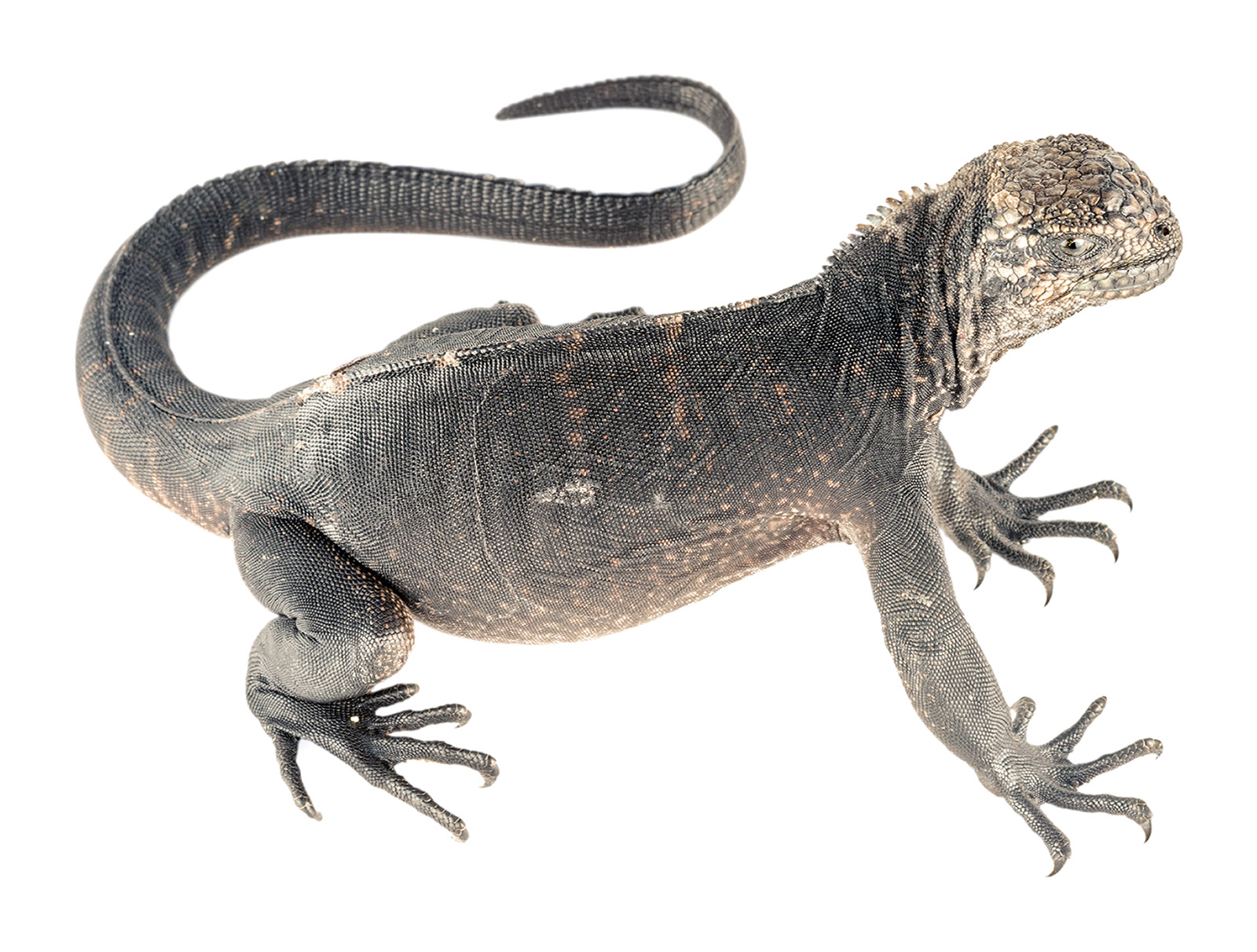 Juvenile Amblyrhynchus cristatus
