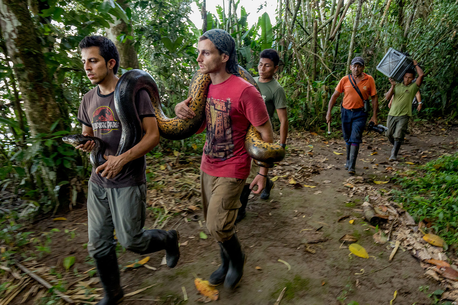 Research team carrying an anaconda found in Yasuní National Park